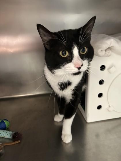 Enlarge Turtle, a ADOPTABLE Domestic Short Hair in Hamilton, MT image 4/6