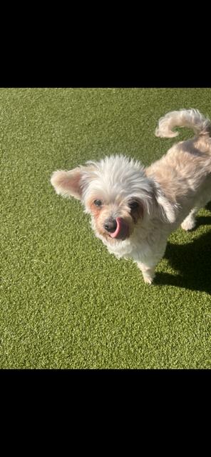 Molly, Adoptable, Adult Female Maltese.