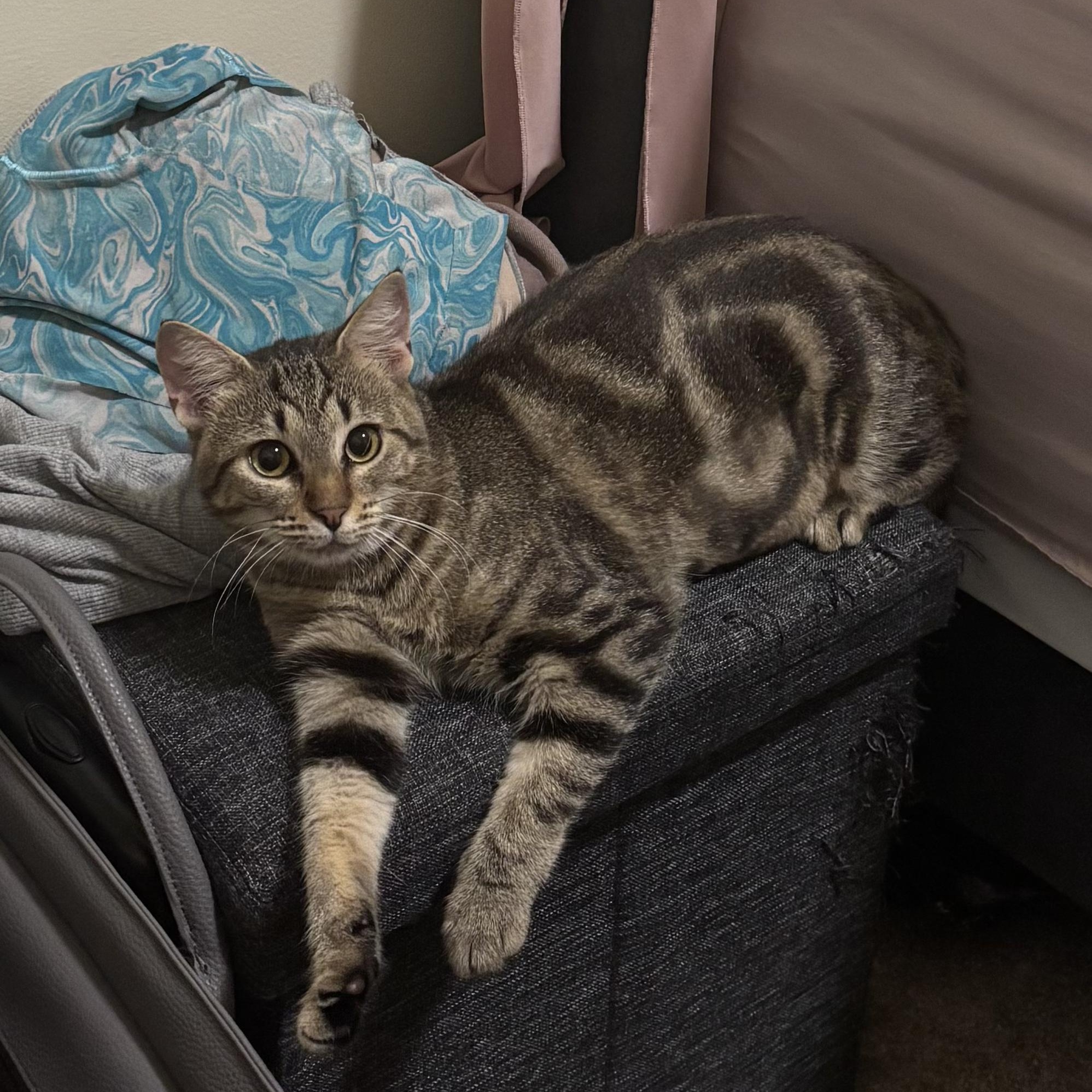 Enlarge Alicent, a Adoptable Domestic Short Hair in Richmond, VA image 4/6