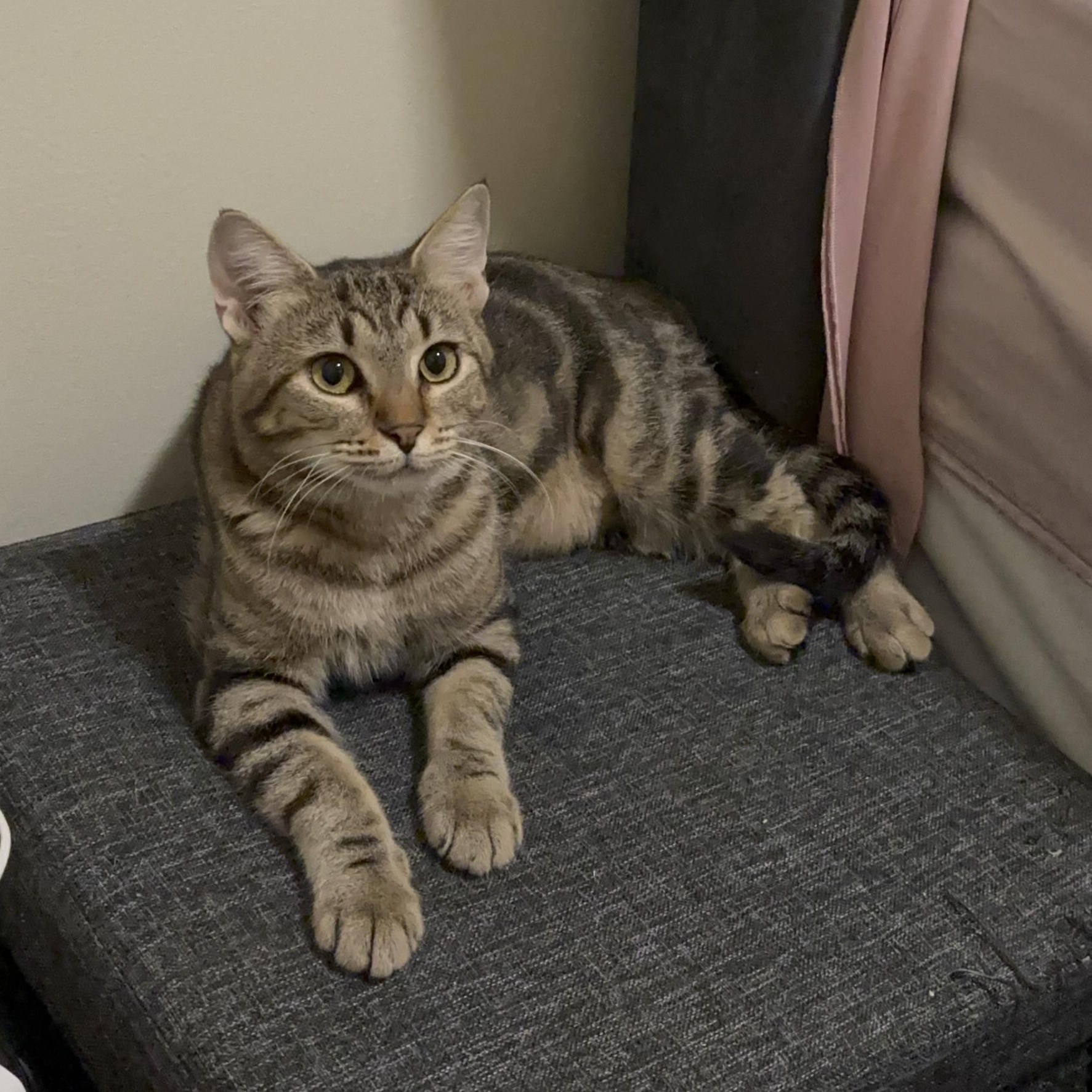 Enlarge Alicent, a Adoptable Domestic Short Hair in Richmond, VA image 5/6