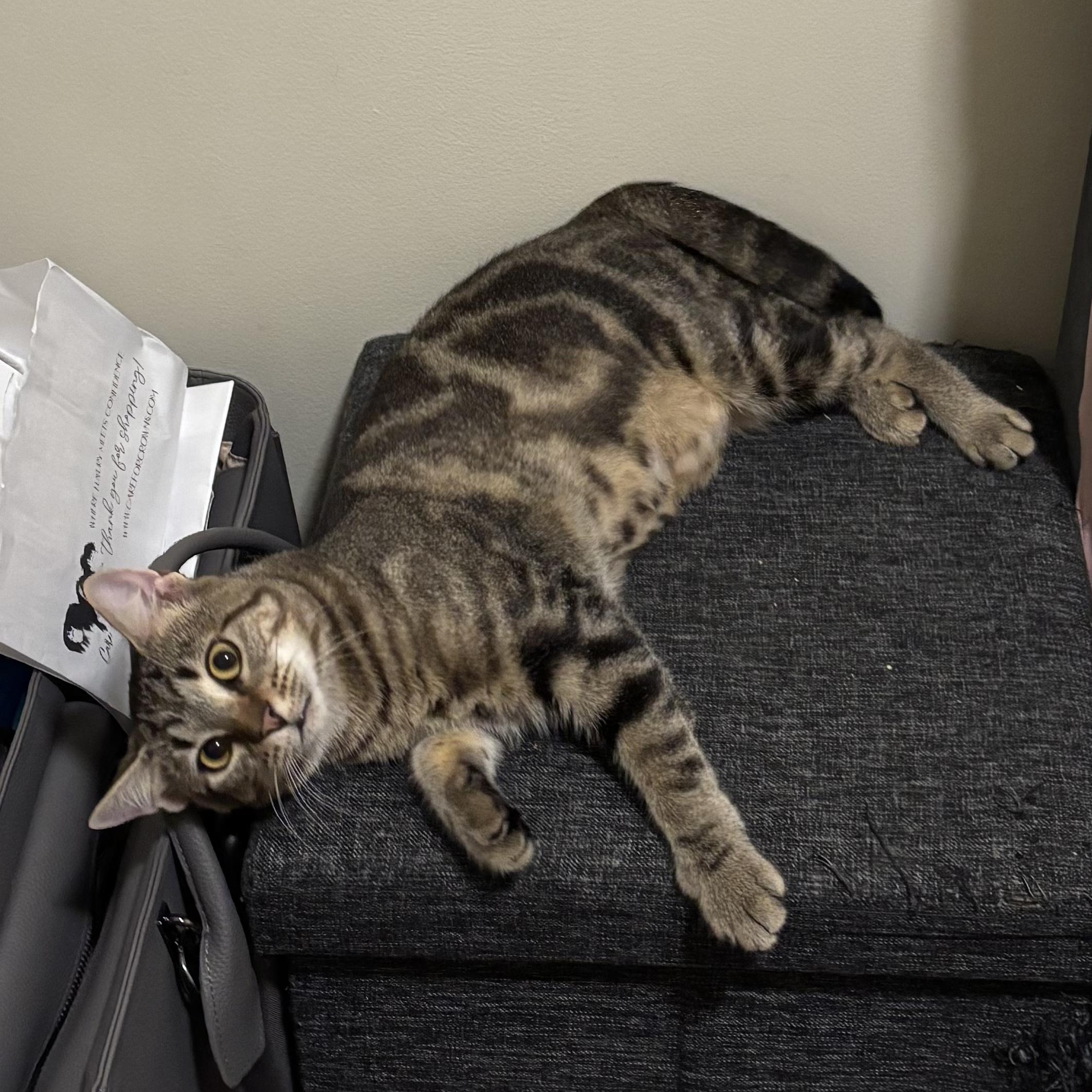 Enlarge Alicent, a Adoptable Domestic Short Hair in Richmond, VA image 1/6