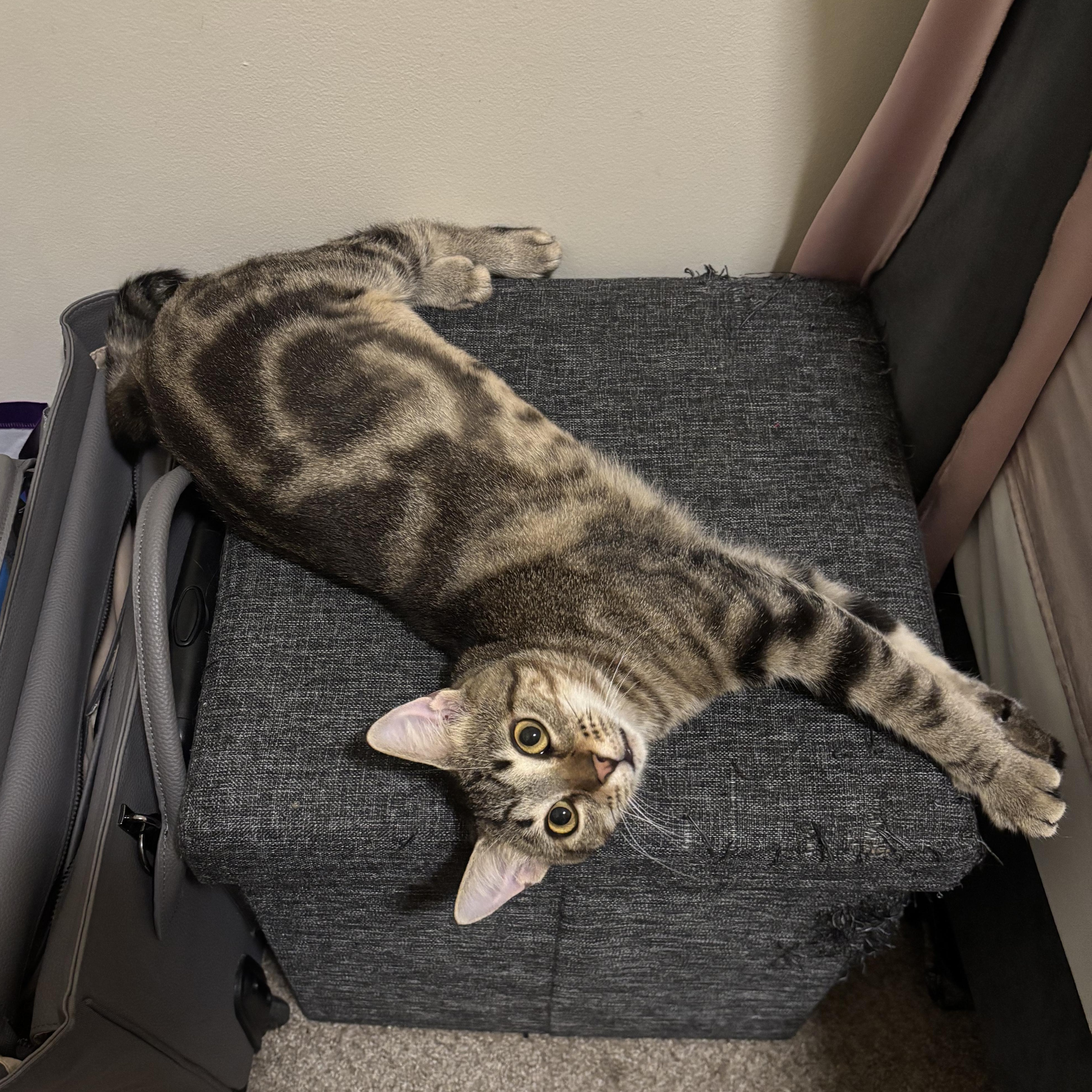 Enlarge Alicent, a Adoptable Domestic Short Hair in Richmond, VA image 3/6