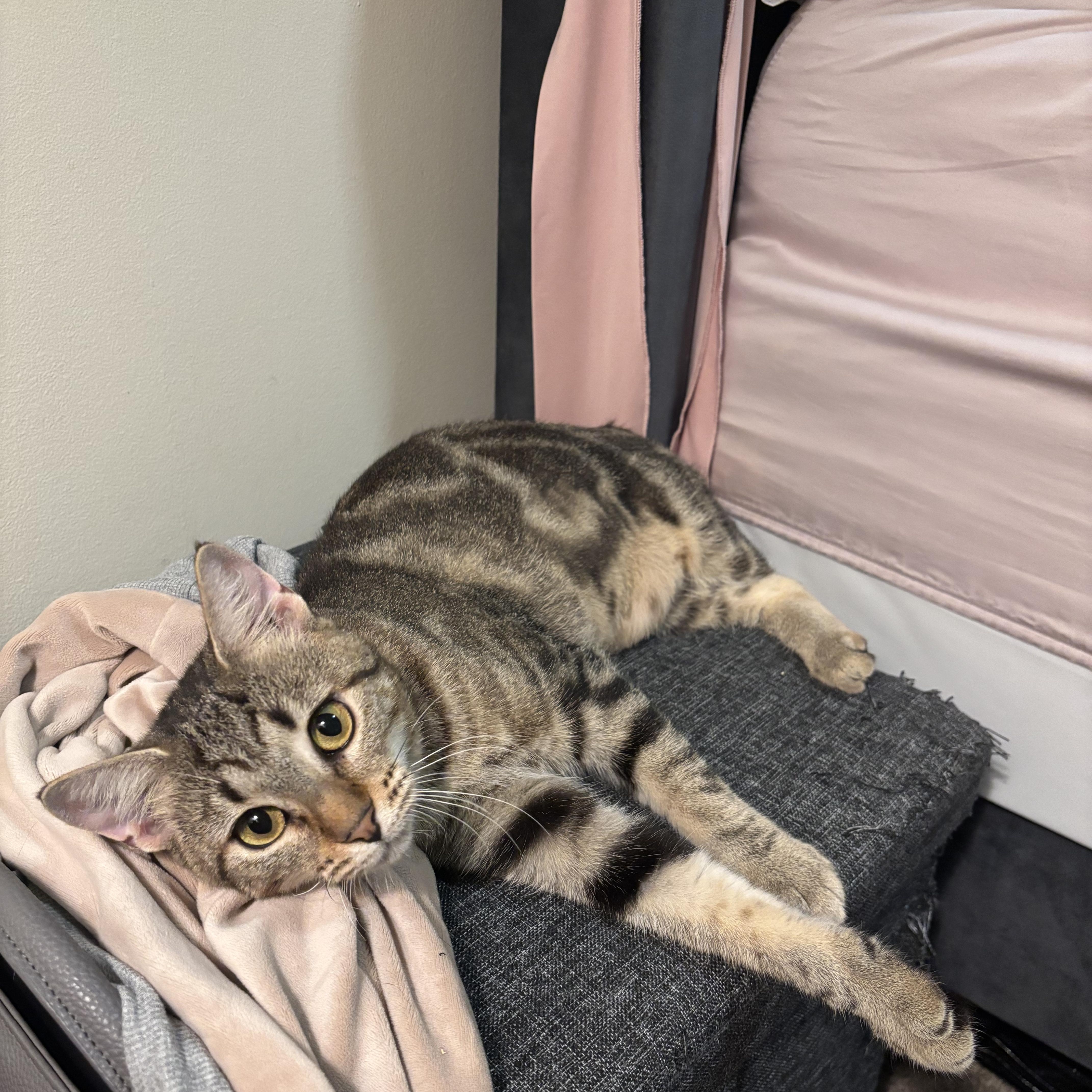Enlarge Alicent, a Adoptable Domestic Short Hair in Richmond, VA image 6/6