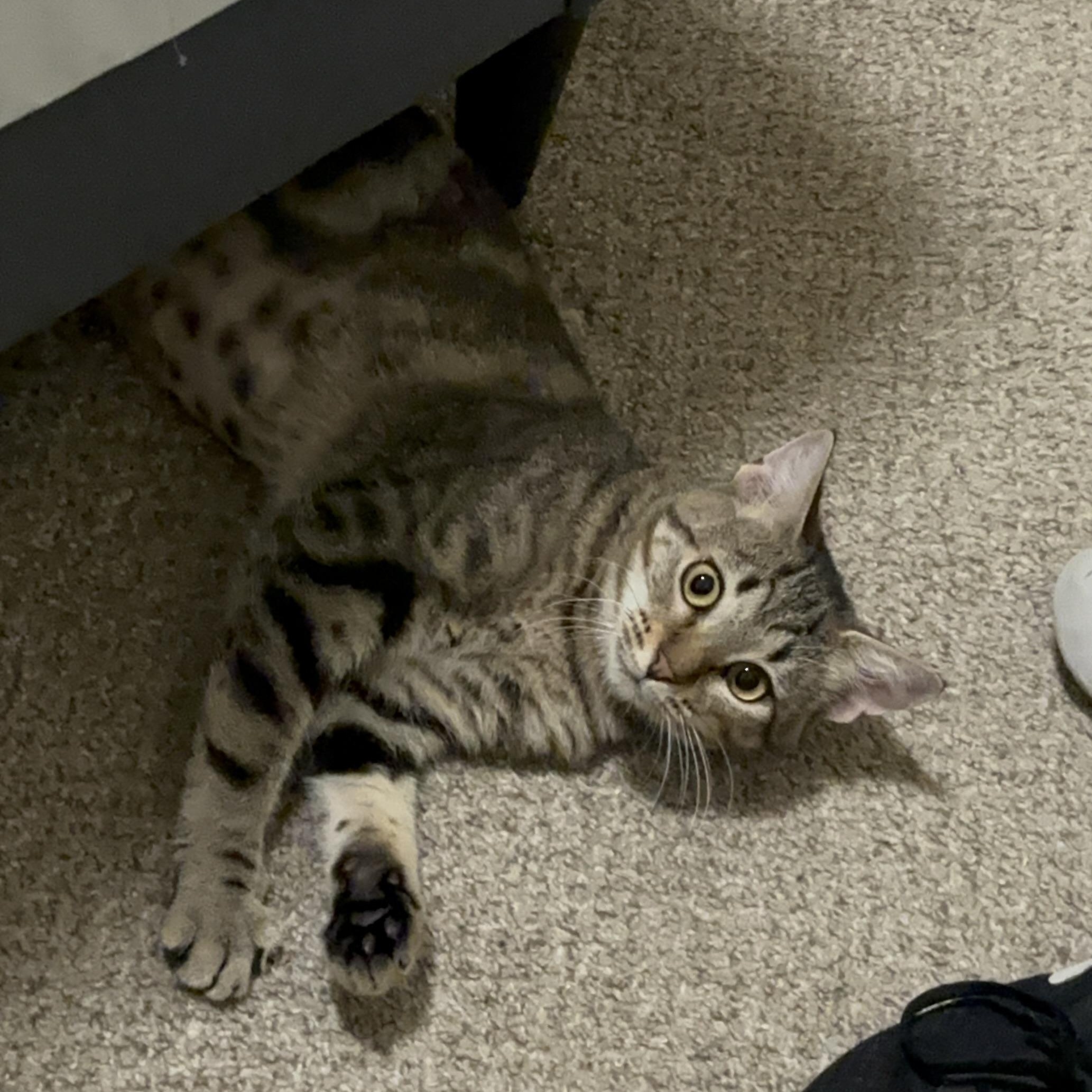 Enlarge Alicent, a Adoptable Domestic Short Hair in Richmond, VA image 2/6