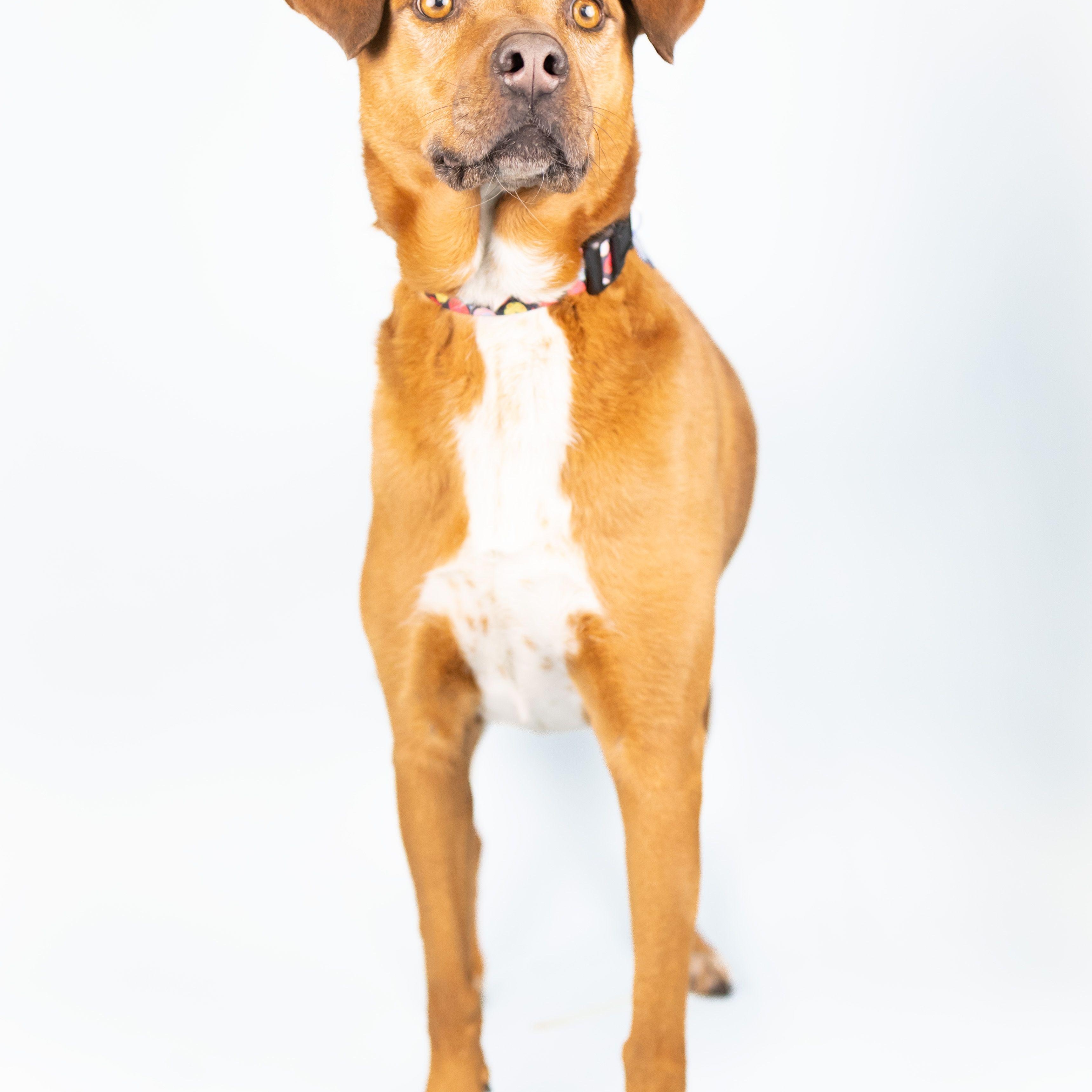 Enlarge Daisy, a Adoptable mixed breed in Portland, OR image 2/2