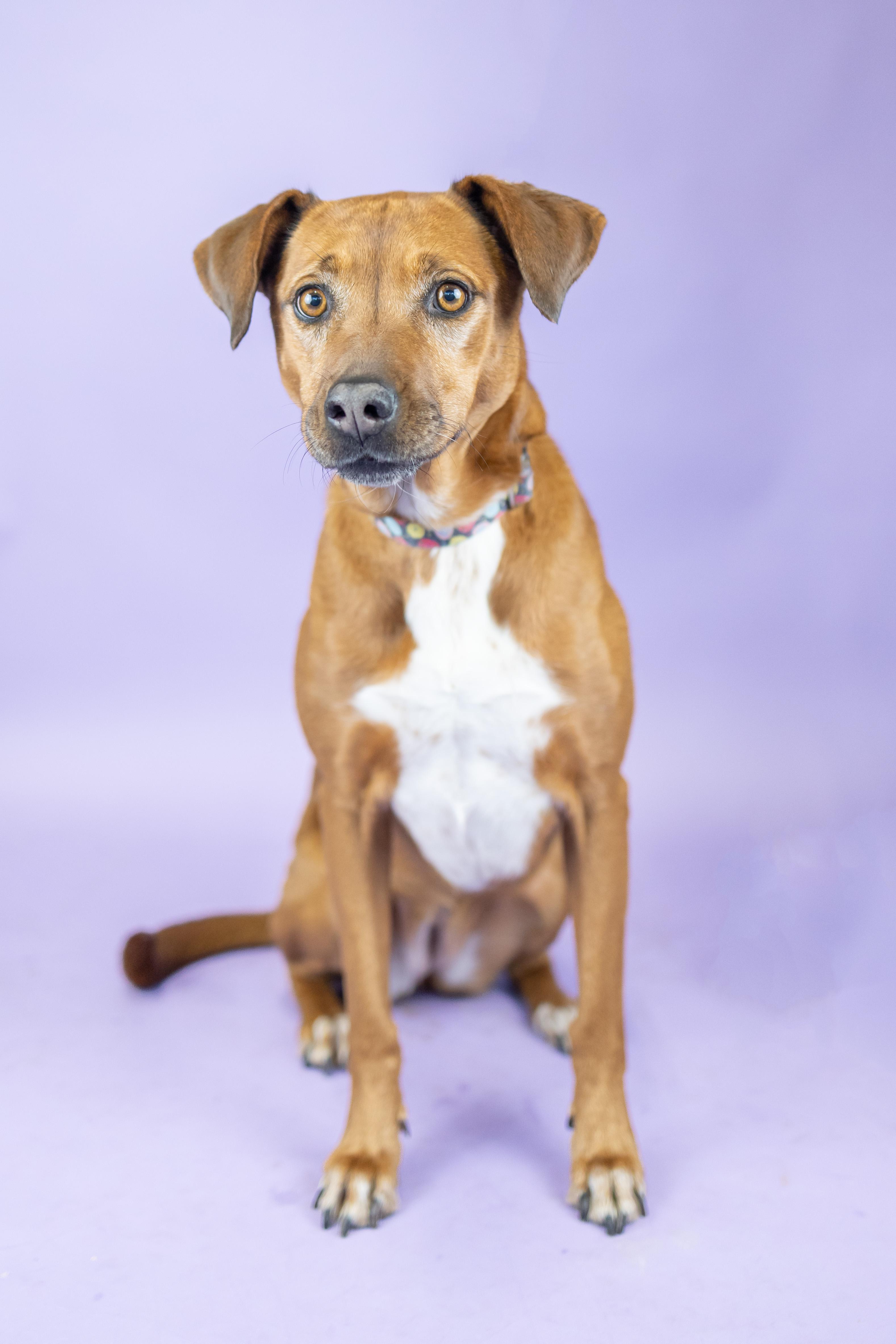 Enlarge Daisy, a Adoptable mixed breed in Portland, OR image 1/2
