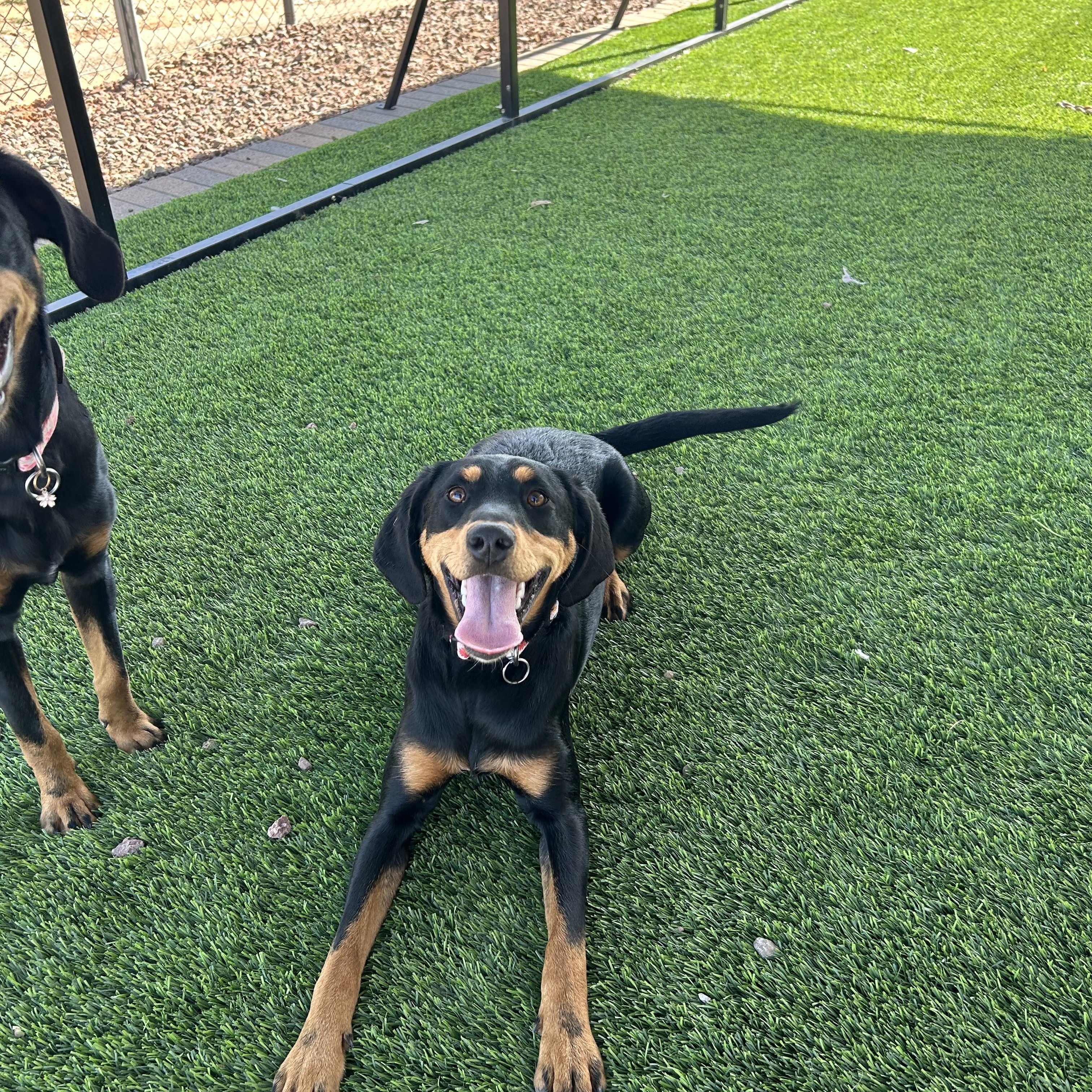 Enlarge Chloe, an adopted mixed breed in Washington, UT image 1/1