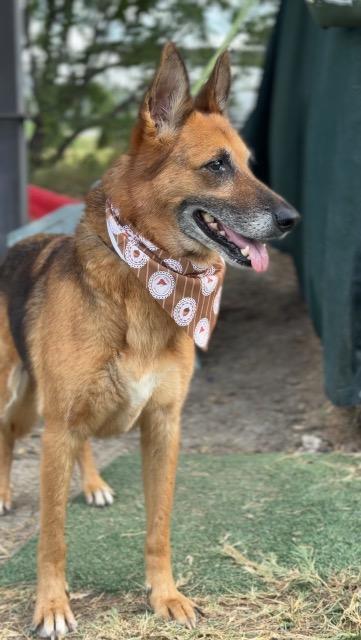 Sharp Cheddar, Adoptable, Adult Female German Shepherd Dog & Terrier.