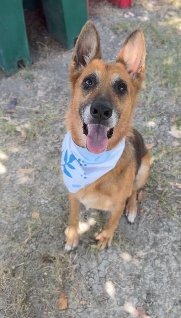 Enlarge Sharp Cheddar, a Adoptable mixed breed in New Braunfels, TX image 2/6