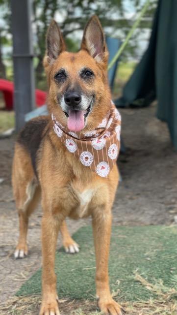 Enlarge Sharp Cheddar, a Adoptable mixed breed in New Braunfels, TX image 3/6