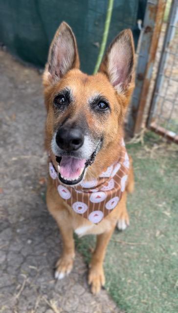 Enlarge Sharp Cheddar, a Adoptable mixed breed in New Braunfels, TX image 4/6