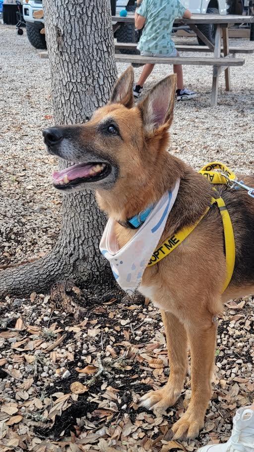 Enlarge Sharp Cheddar, a Adoptable mixed breed in New Braunfels, TX image 5/6