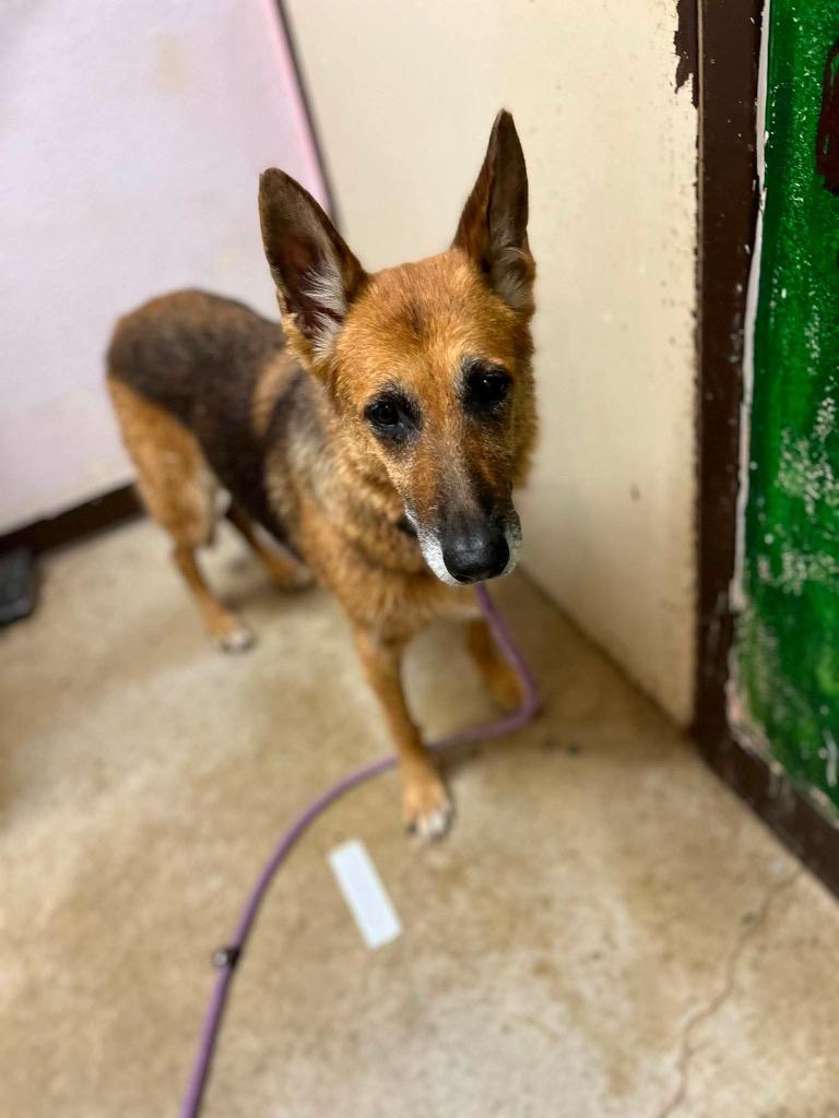 Enlarge Sharp Cheddar, a Adoptable mixed breed in New Braunfels, TX image 6/6