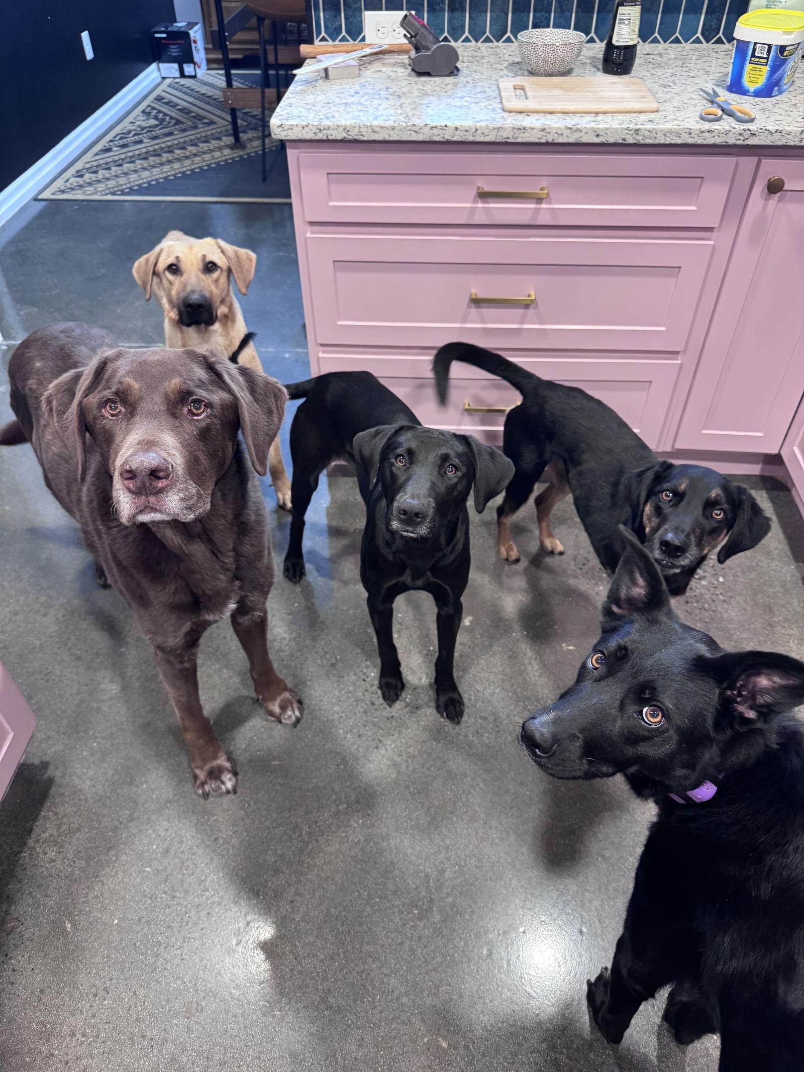 Enlarge Lottie, a Adoptable Labrador Retriever in Greenville, SC image 1/3