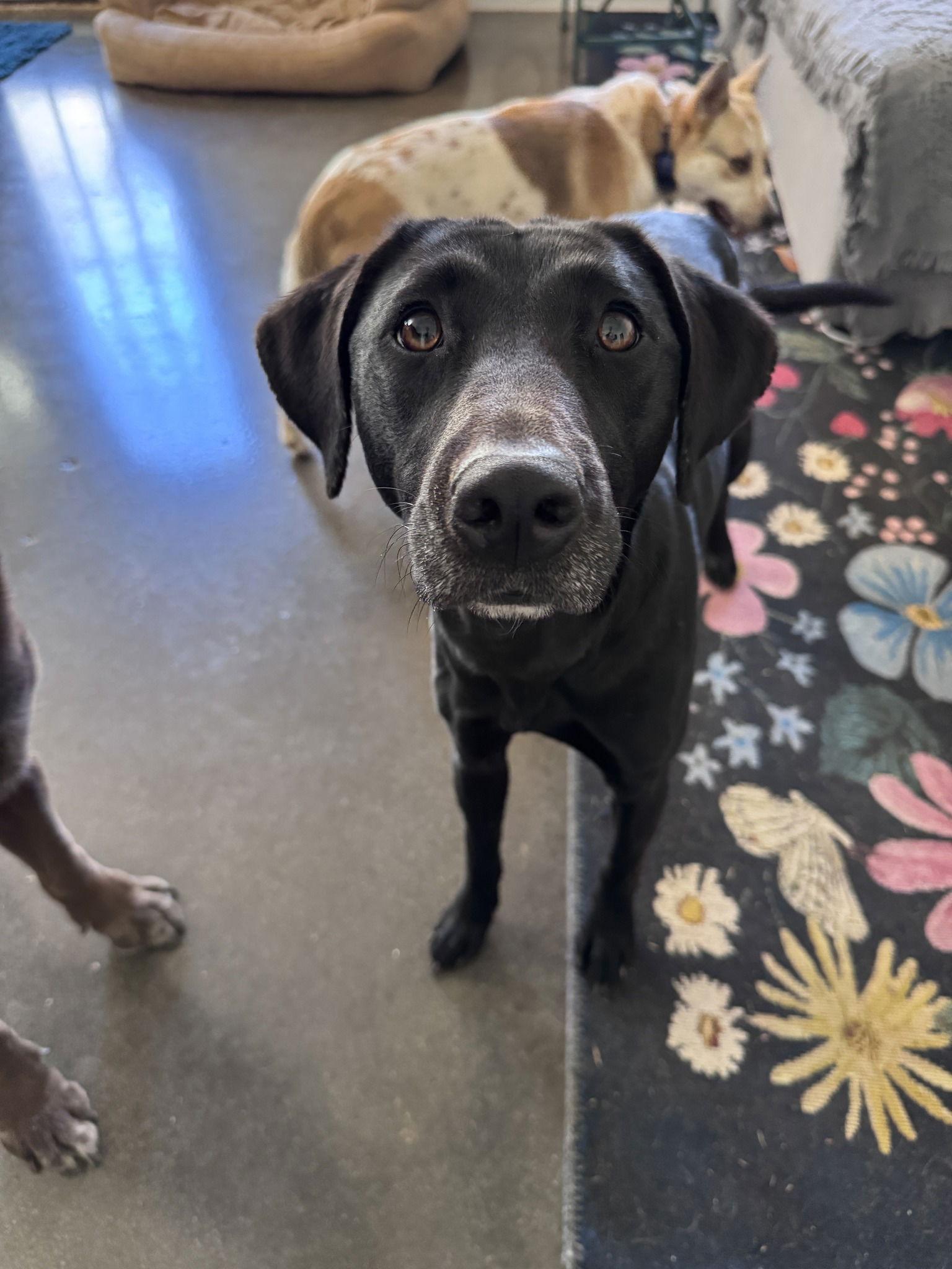 Enlarge Lottie, a Adoptable Labrador Retriever in Greenville, SC image 1/3