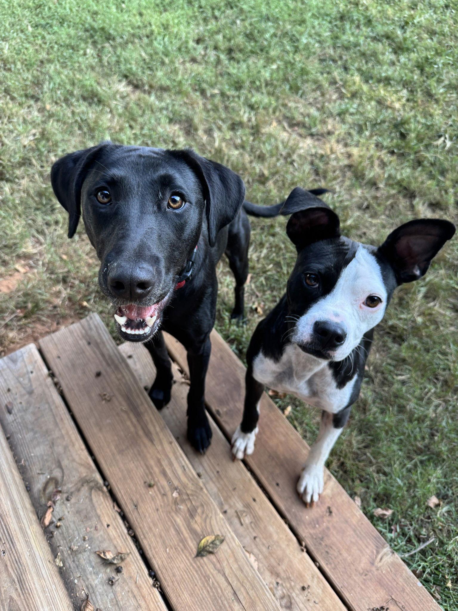 Lottie, Adoptable, Young Female Labrador Retriever.