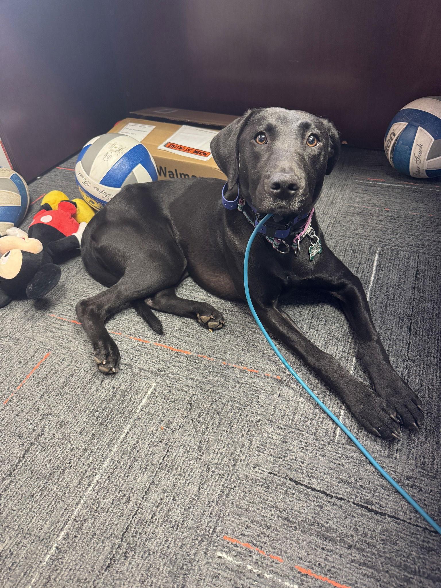 Lottie, a Adoptable Labrador Retriever in Greenville, SC image 2/3