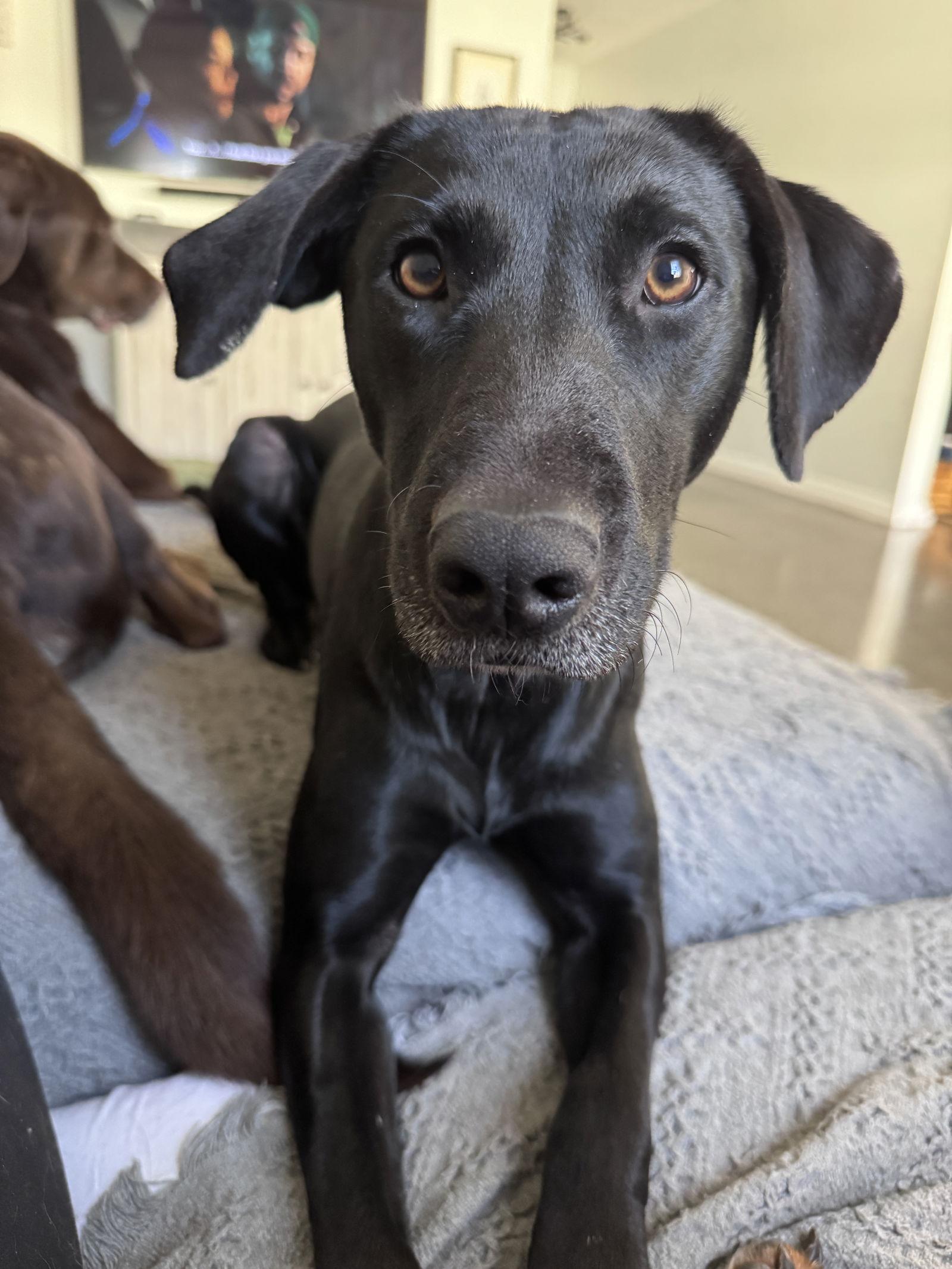 Enlarge Lottie, a Adoptable Labrador Retriever in Greenville, SC image 2/3