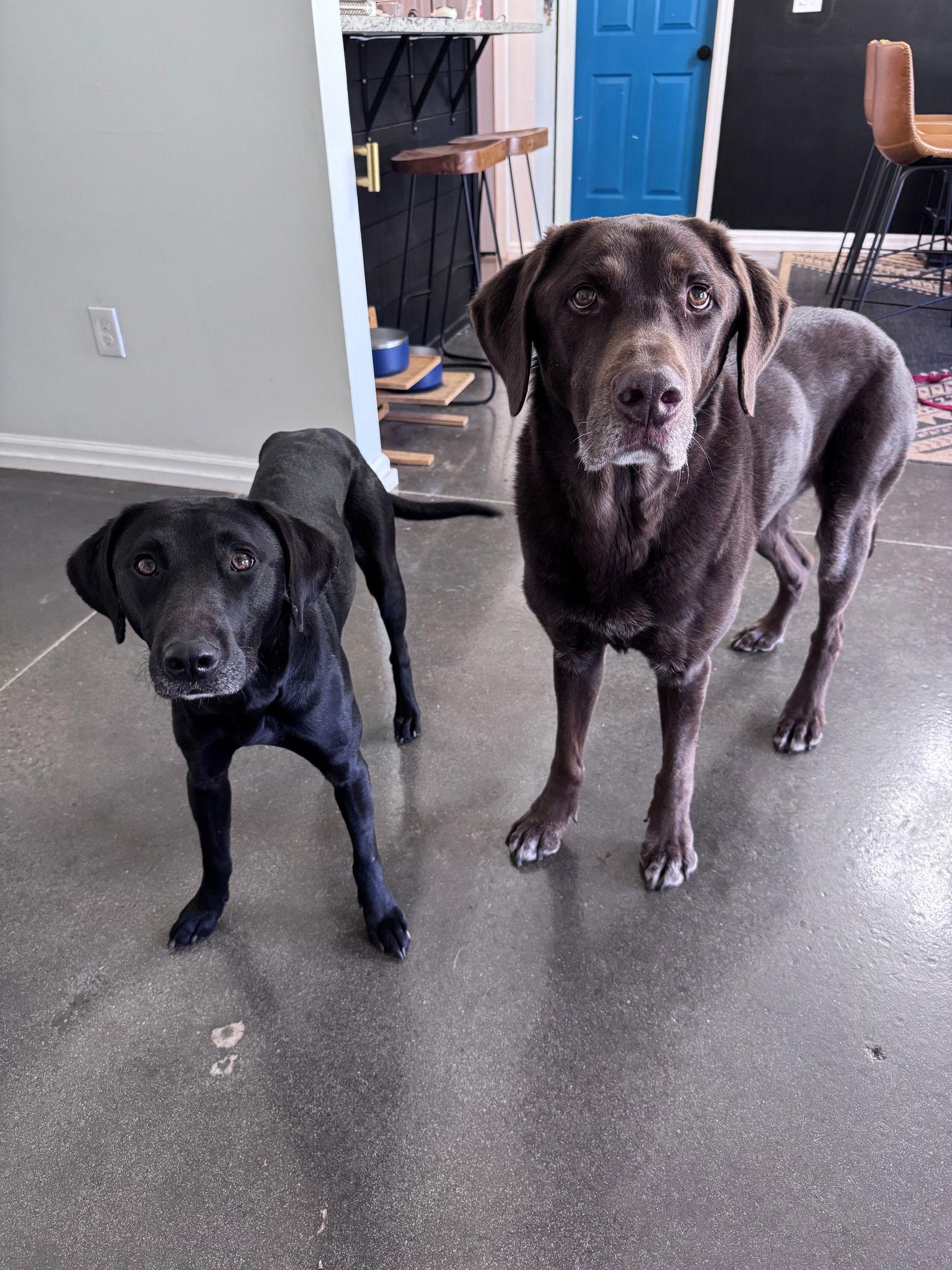 Lottie, Adoptable, Young Female Labrador Retriever.