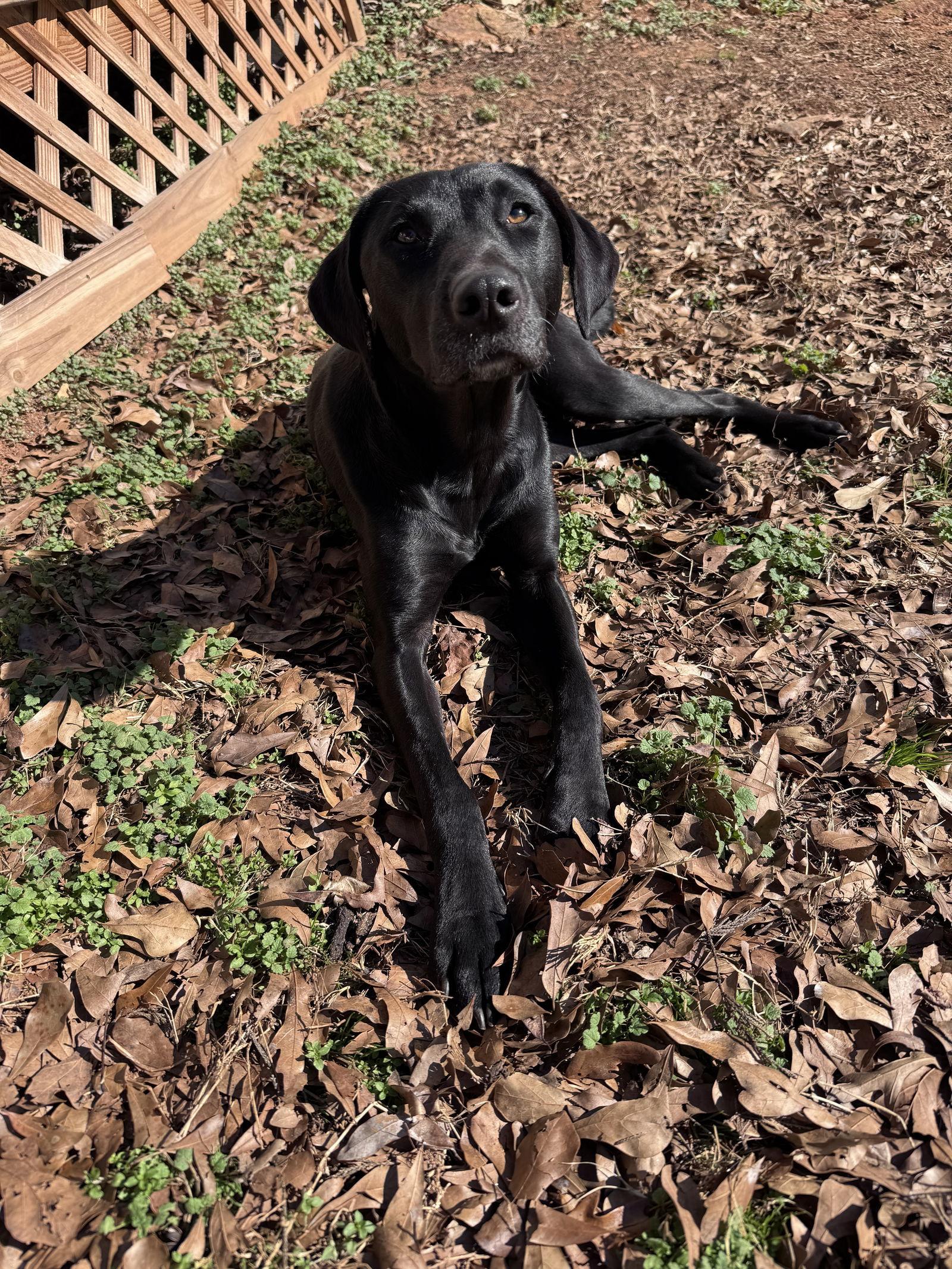 Enlarge Lottie, a Adoptable Labrador Retriever in Greenville, SC image 3/3