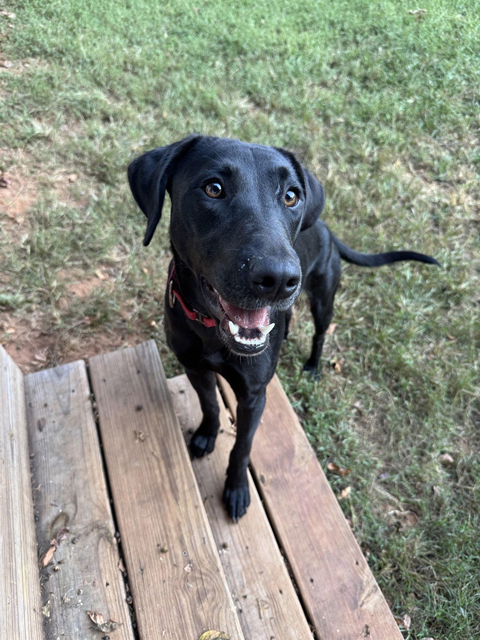 Lottie, a Adoptable Labrador Retriever in Greenville, SC image 3/3