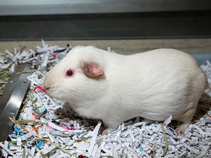 Enlarge Princesa, a Adoptable mixed breed in Longmont, CO image 2/2