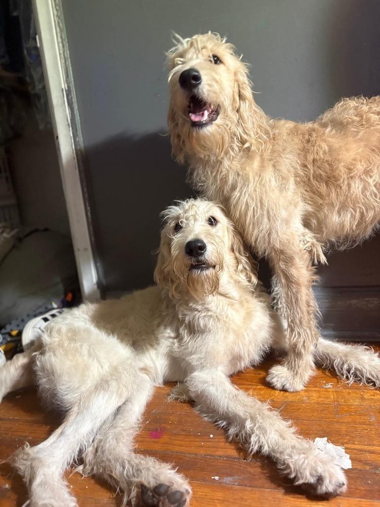 Enlarge Cain, a Adoptable Goldendoodle in Oakland, MI image 3/3