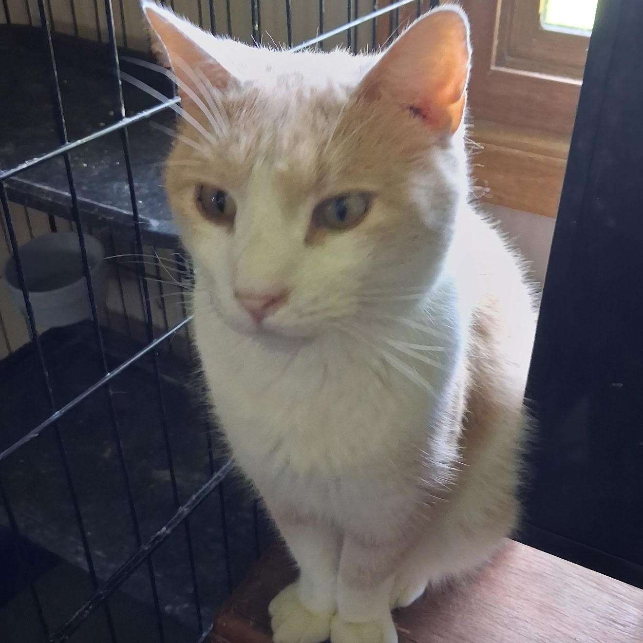 Enlarge Lunar, a Adoptable Domestic Short Hair in Sauk City, WI image 2/3