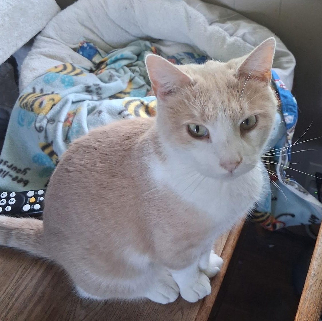 Lunar, Adoptable, Adult Male Domestic Short Hair.