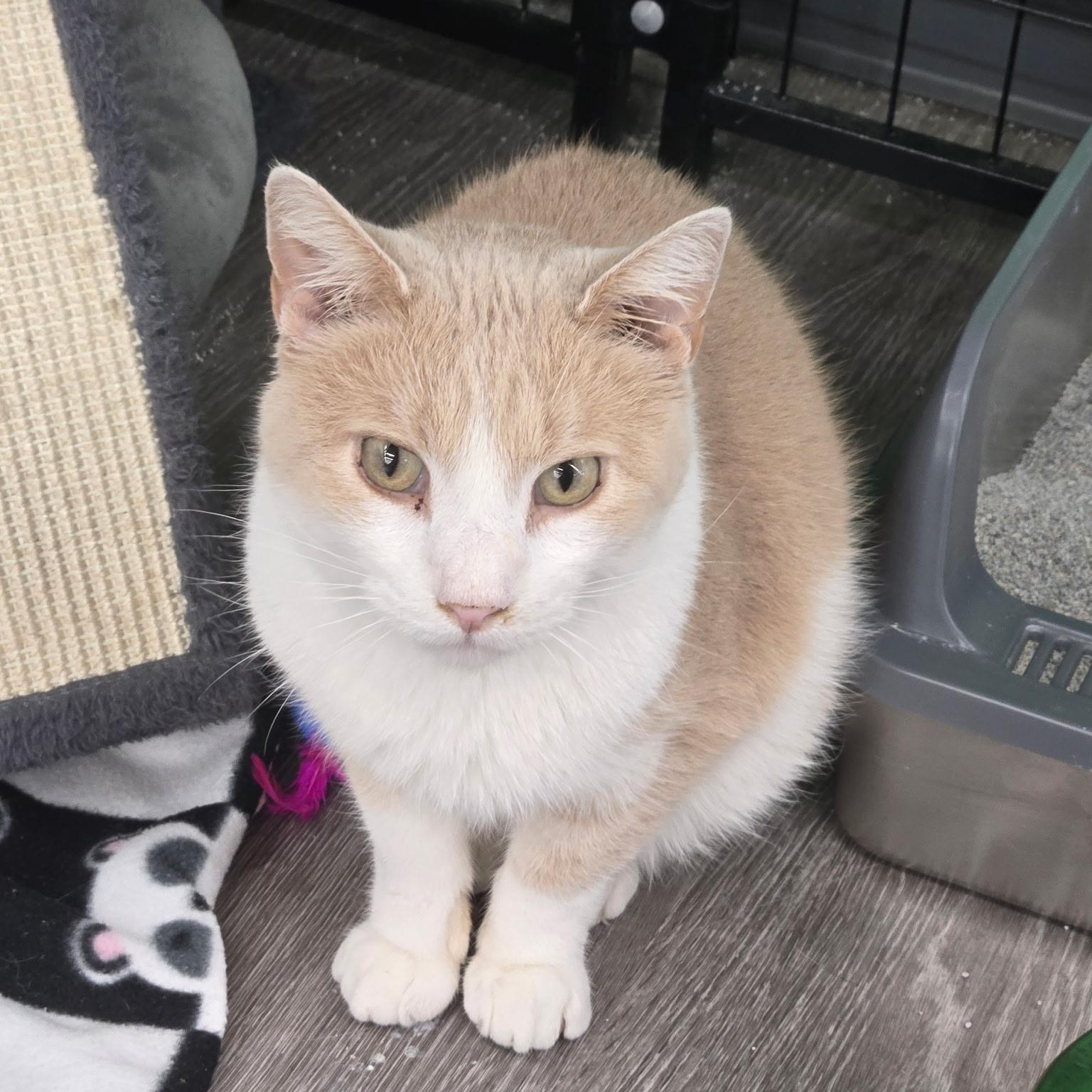 Enlarge Lunar, a Adoptable Domestic Short Hair in Sauk City, WI image 3/3
