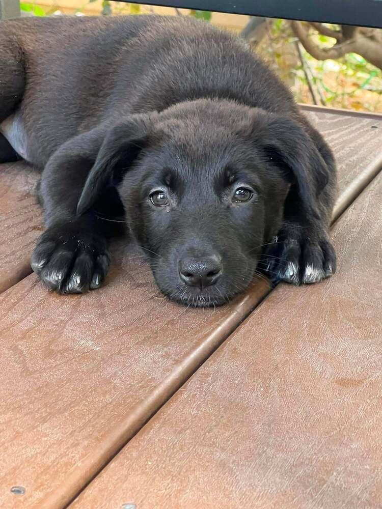 Moon: Vega, Adoptable, Puppy Male Shepherd.