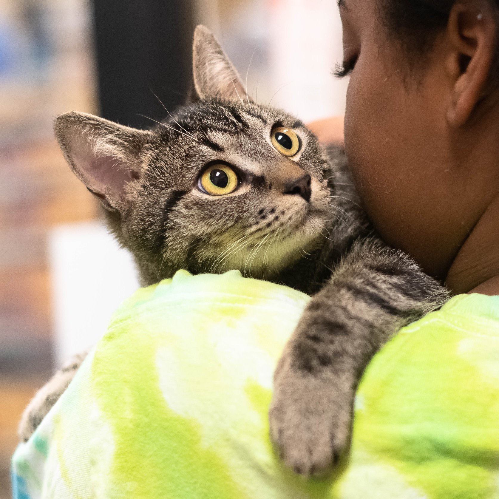 Cats, a Adoptable mixed breed image 1/4