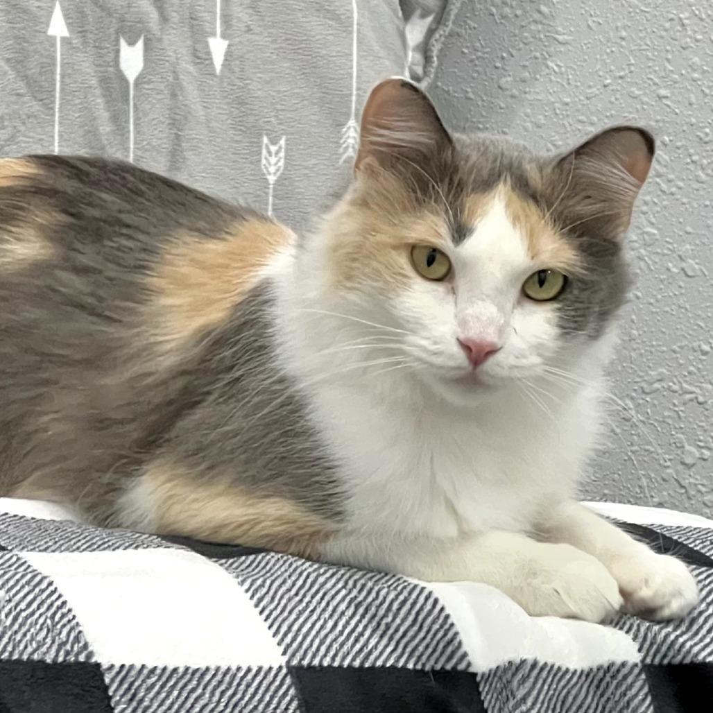 Princess Edweena, a Adoptable Domestic Short Hair in Chaska, MN image 1/3