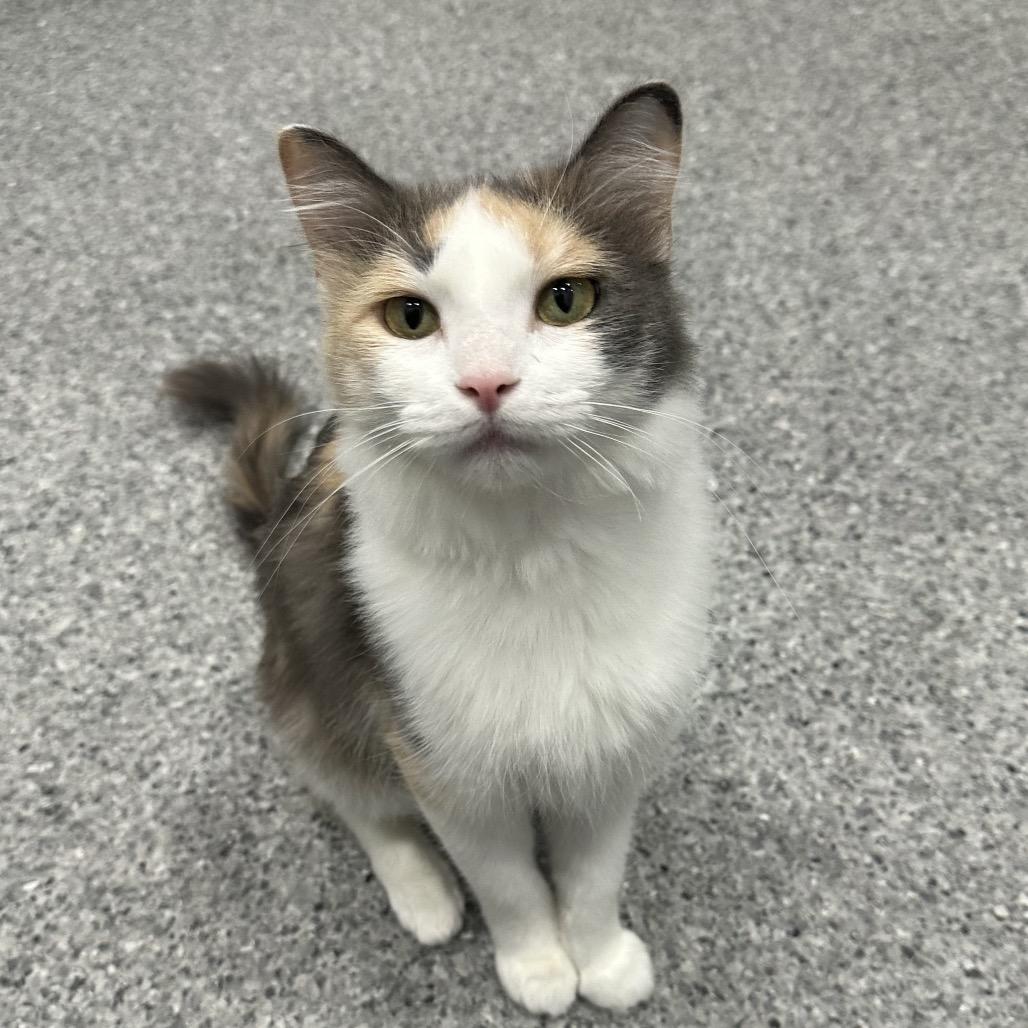 Princess Edweena, a Adoptable Domestic Short Hair in Chaska, MN image 2/3