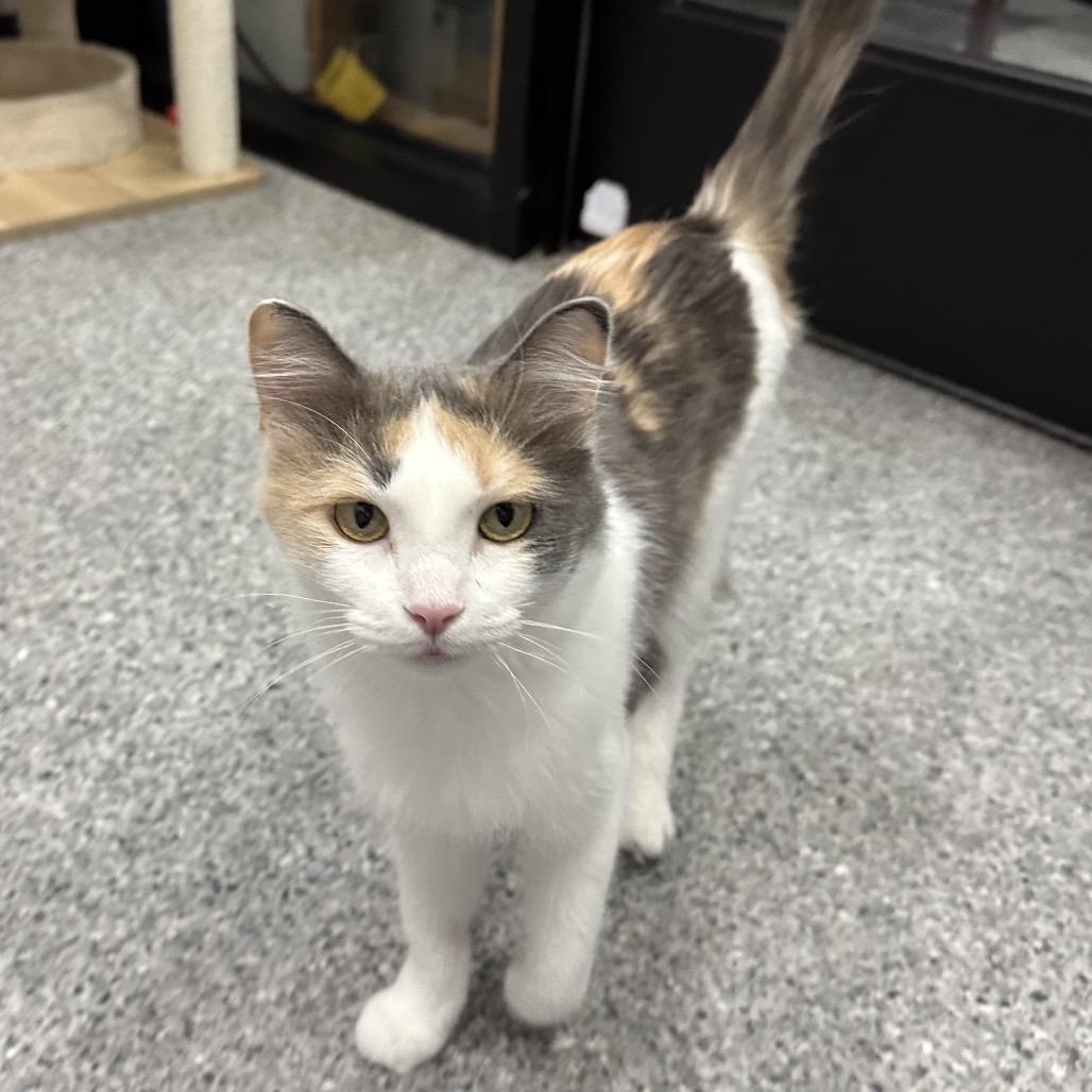 Princess Edweena, a Adoptable Domestic Short Hair in Chaska, MN image 3/3