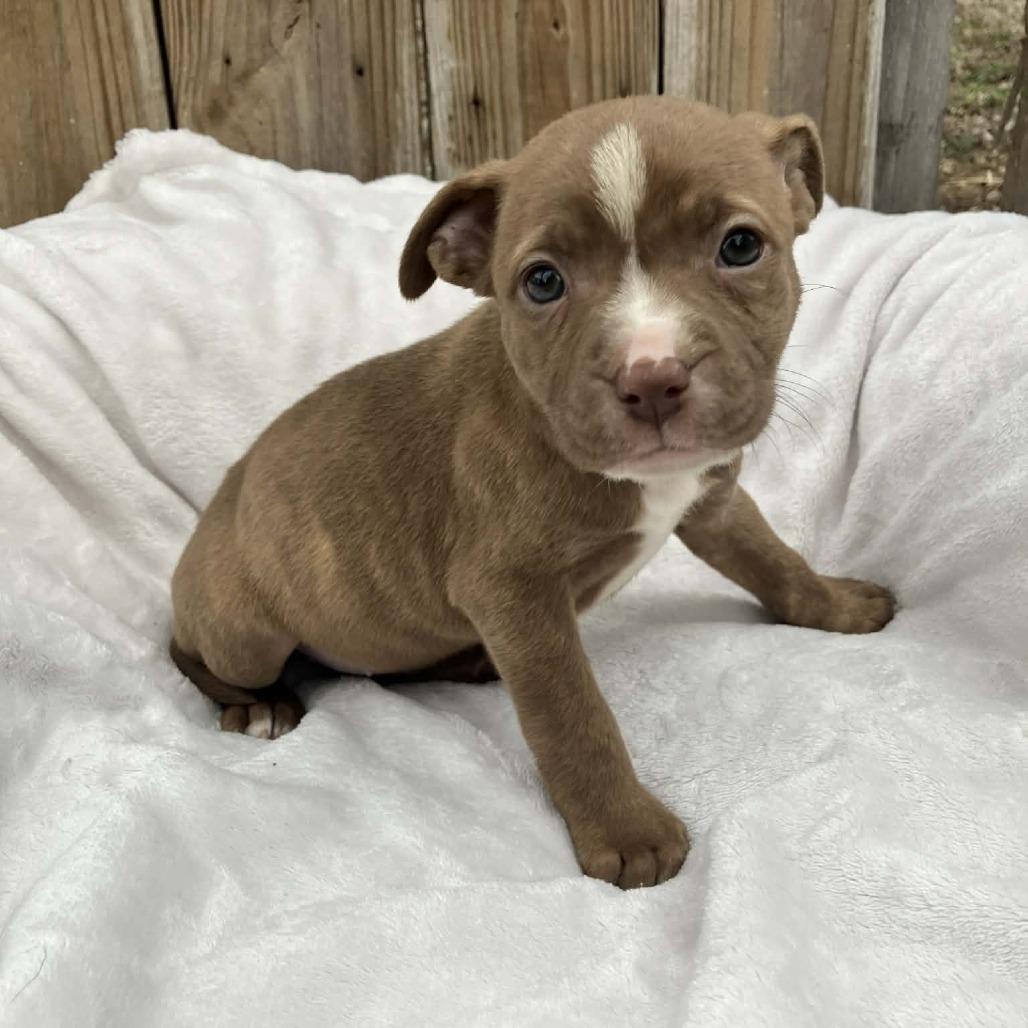Puppy2, Adoptable, Puppy Female Mixed Breed.