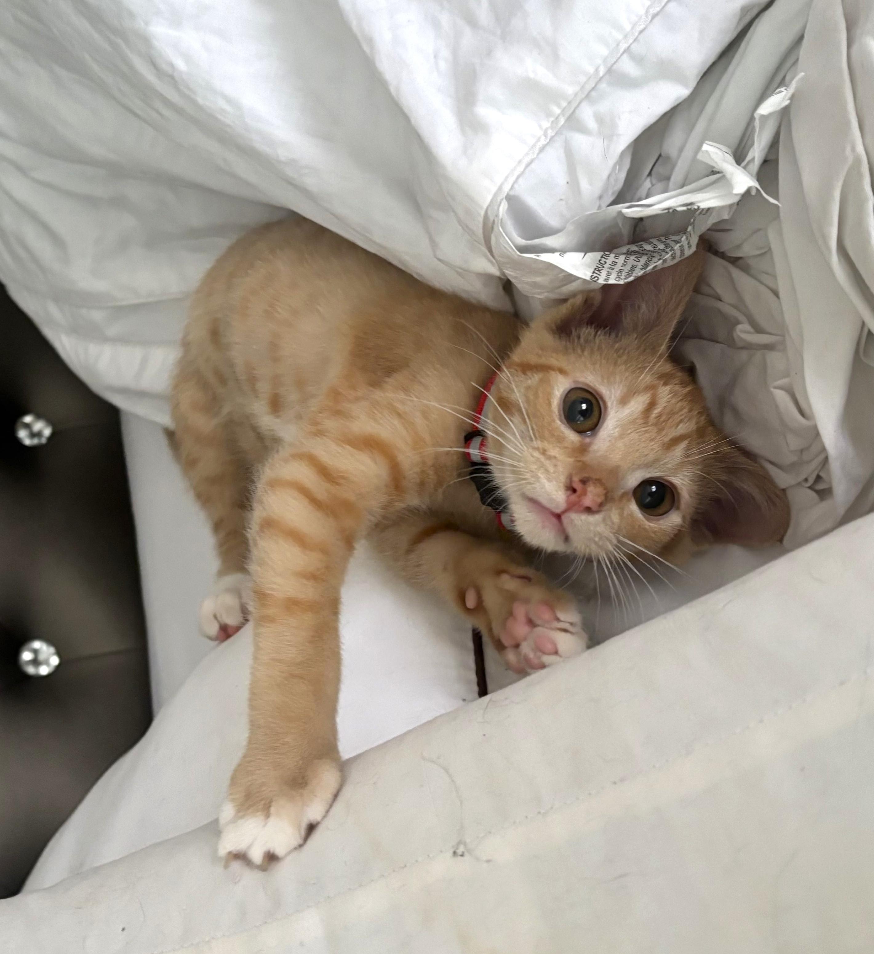 Marmalade