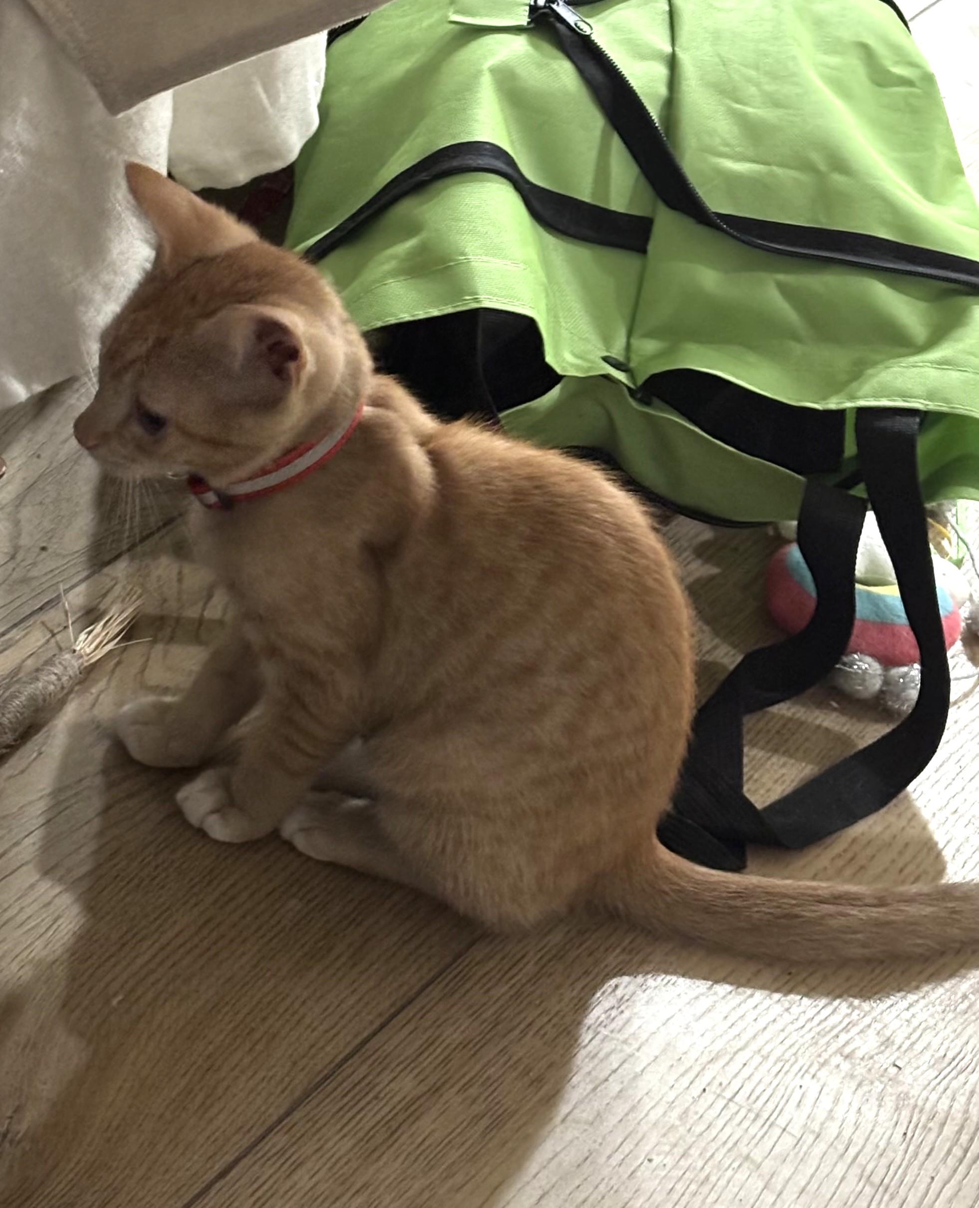 Marmalade