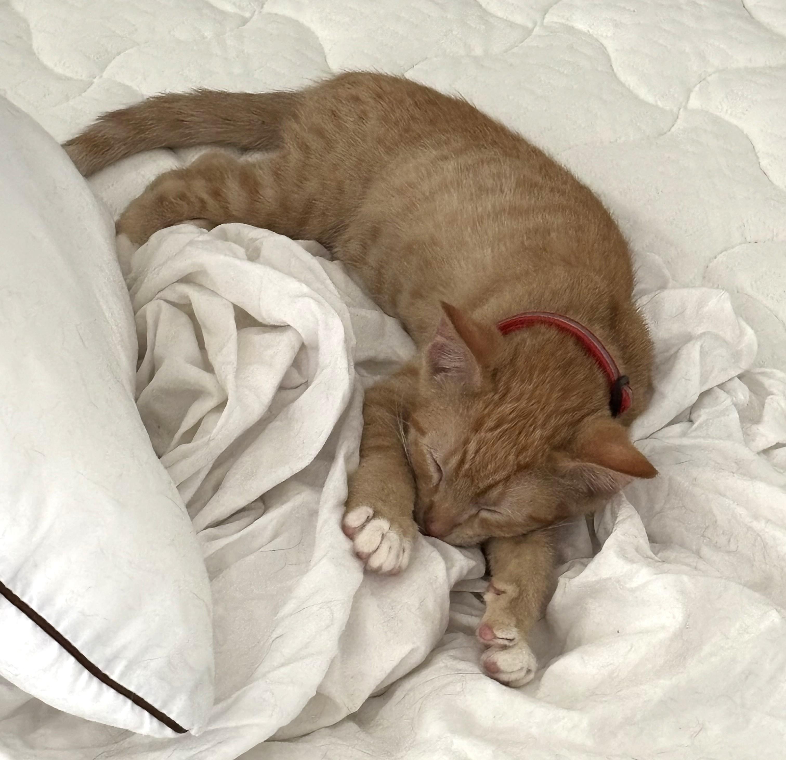 Marmalade