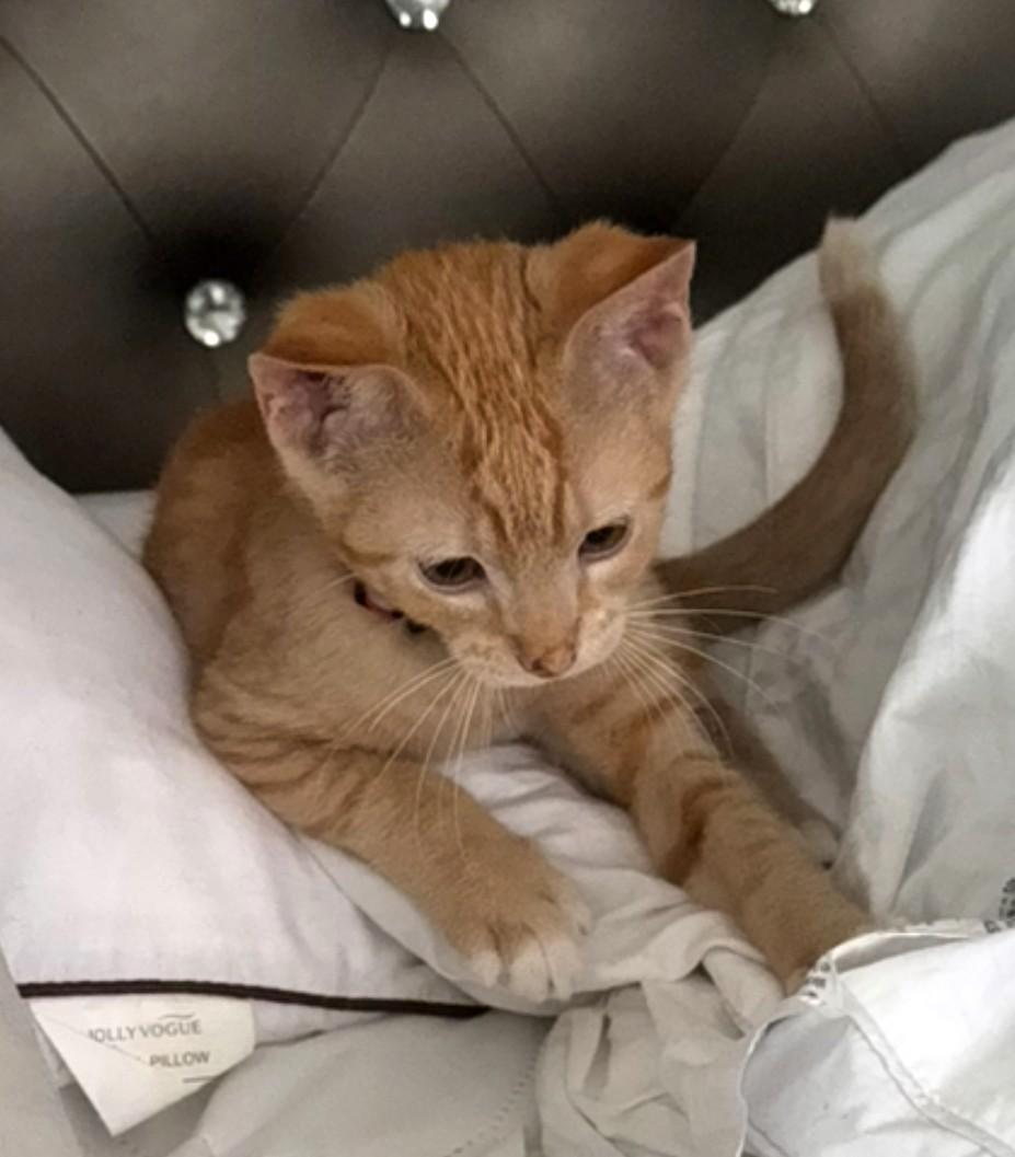 Marmalade