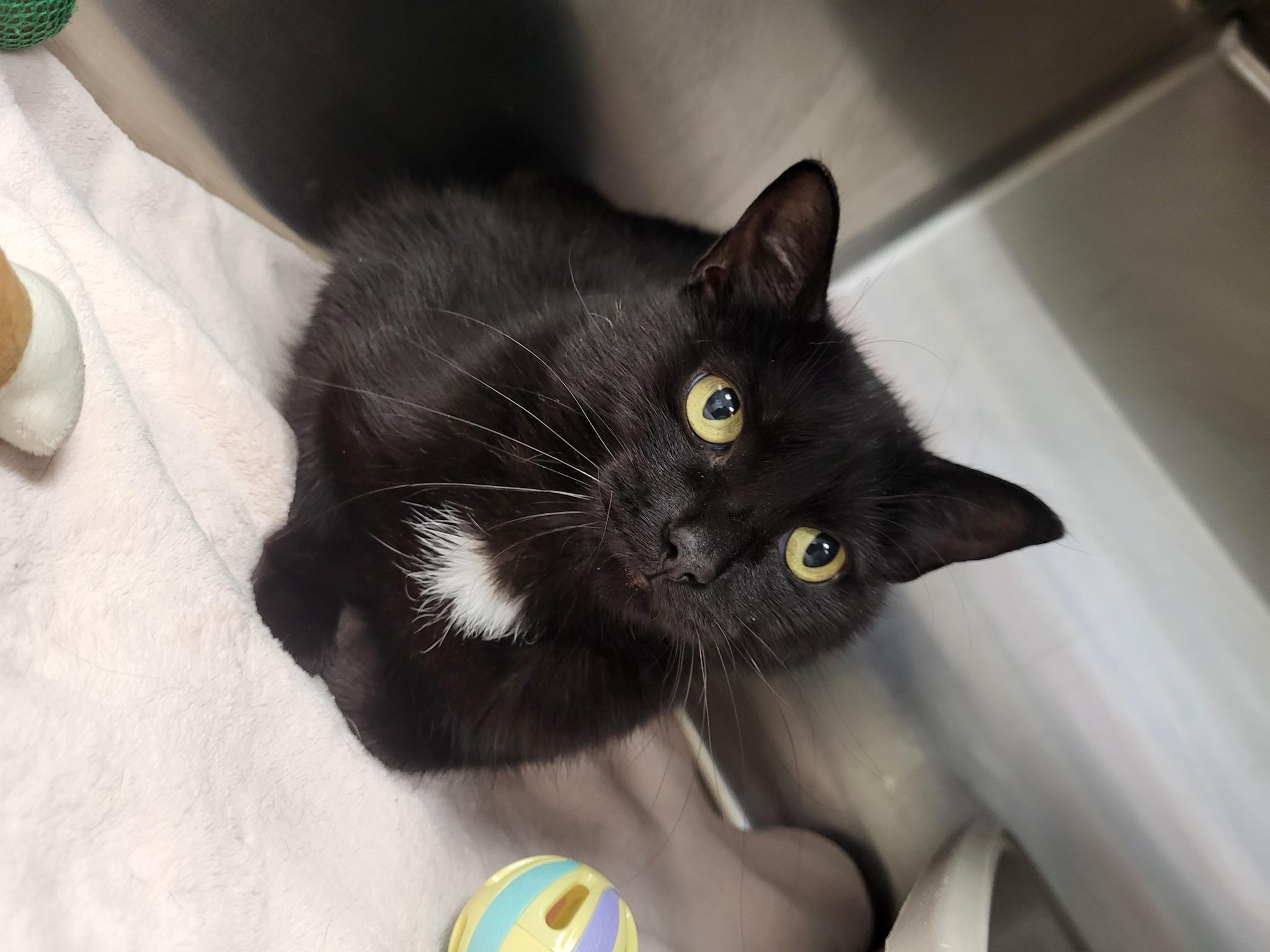 Pandora, a Adoptable Domestic Short Hair in Chilton, WI image 1/5