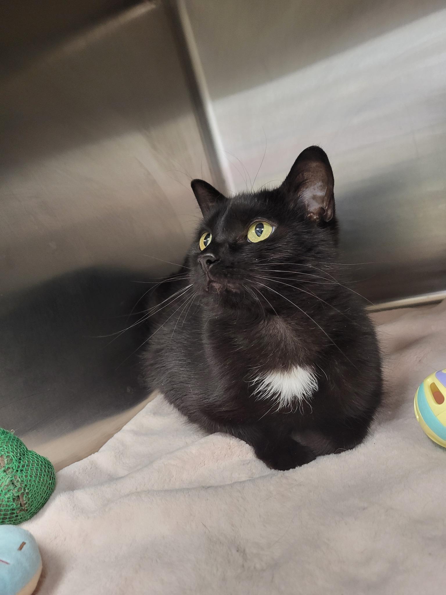 Pandora, a Adoptable Domestic Short Hair in Chilton, WI image 2/5