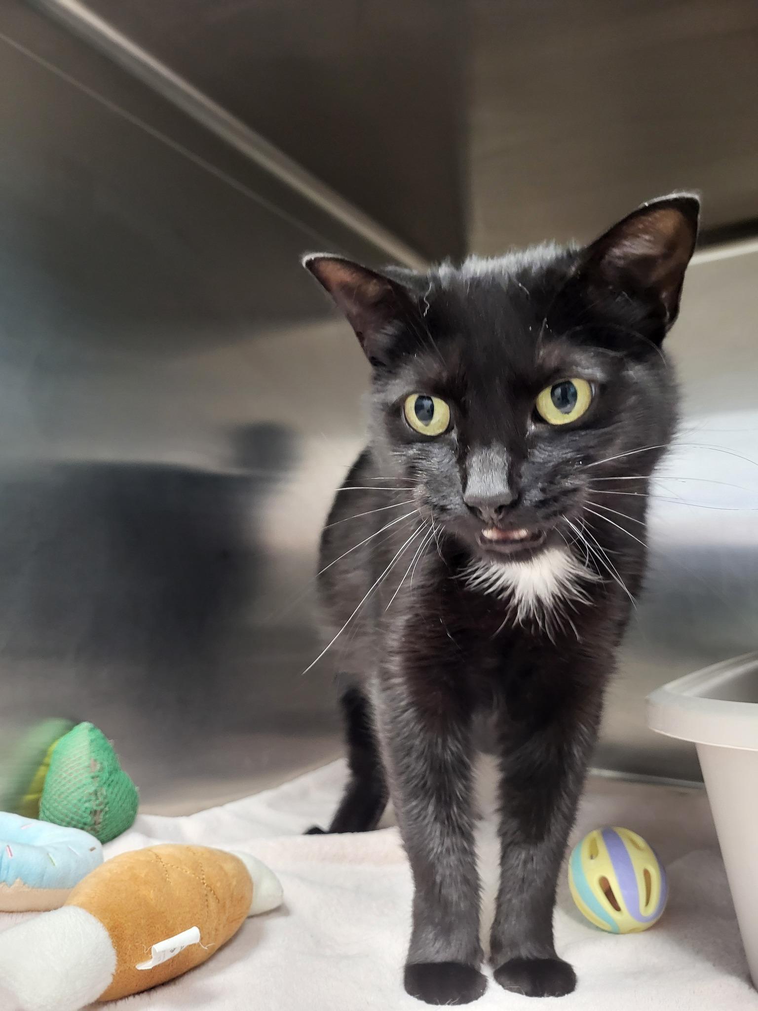 Pandora, a Adoptable Domestic Short Hair in Chilton, WI image 3/5