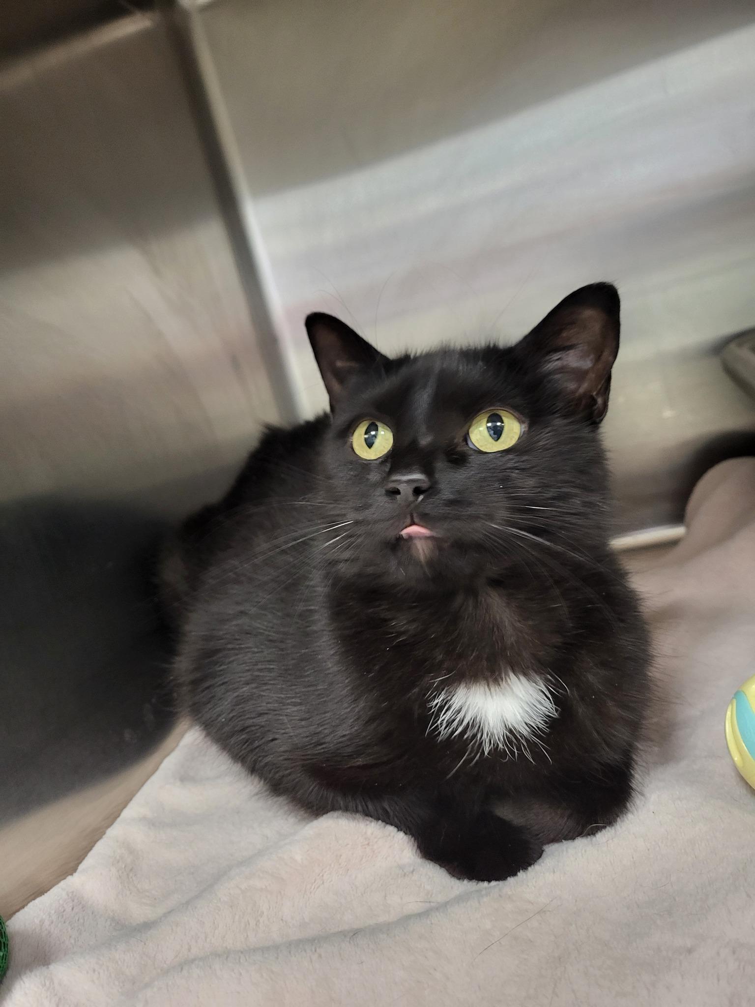 Pandora, a Adoptable Domestic Short Hair in Chilton, WI image 4/5