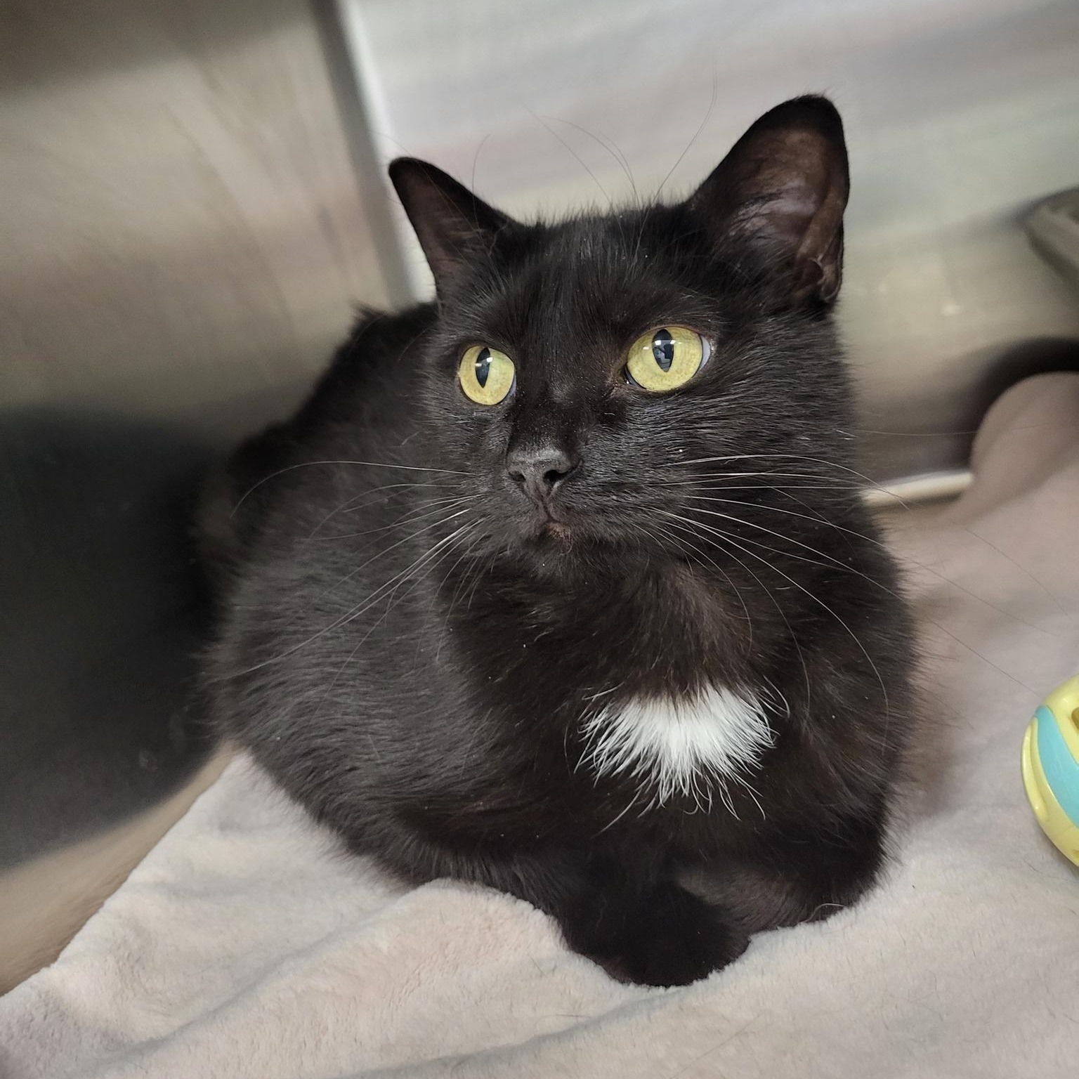 Pandora, Adult Female Domestic Short Hair