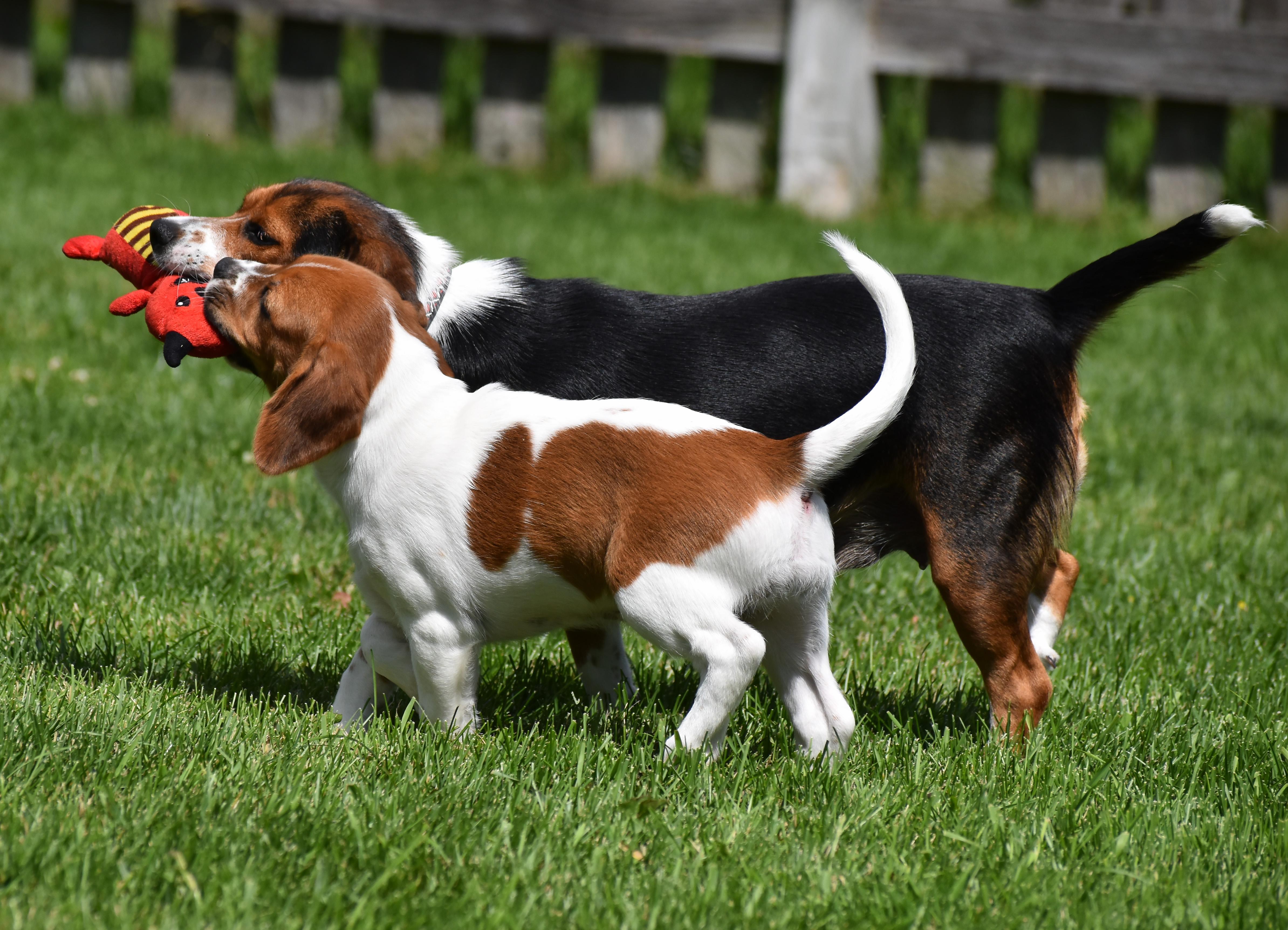 Emma- Foster to Adopt, a ADOPTABLE mixed breed in Wood Dale, IL image 3/6