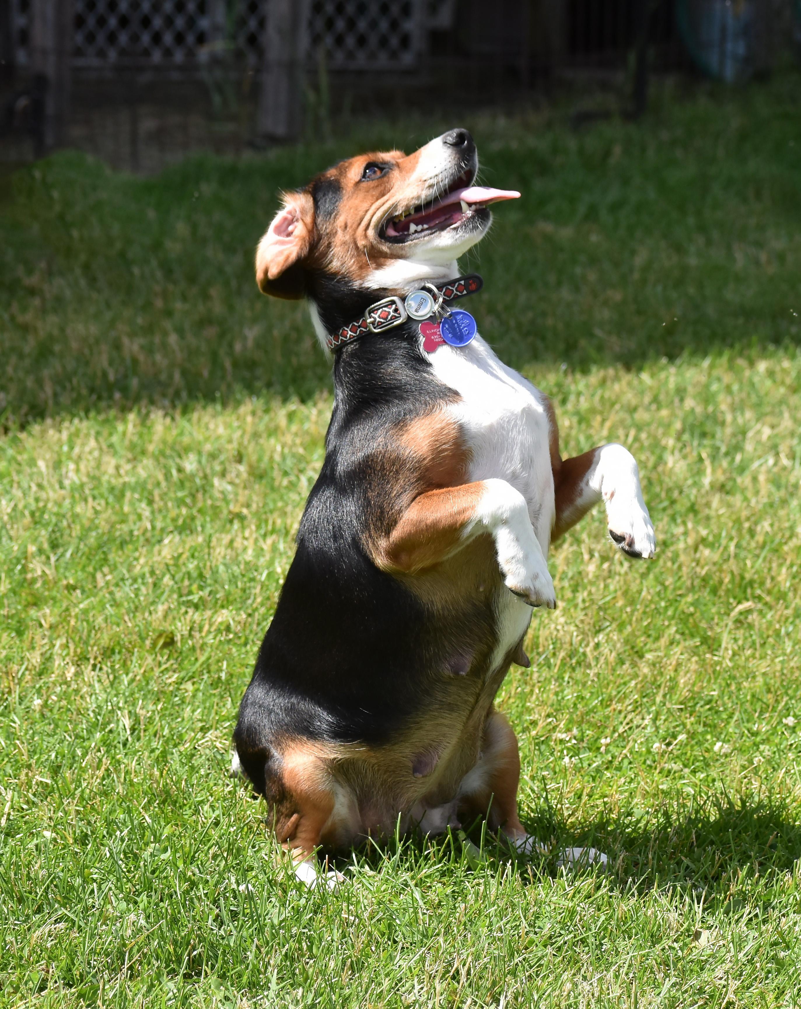 Emma- Foster to Adopt, a ADOPTABLE mixed breed in Wood Dale, IL image 5/6