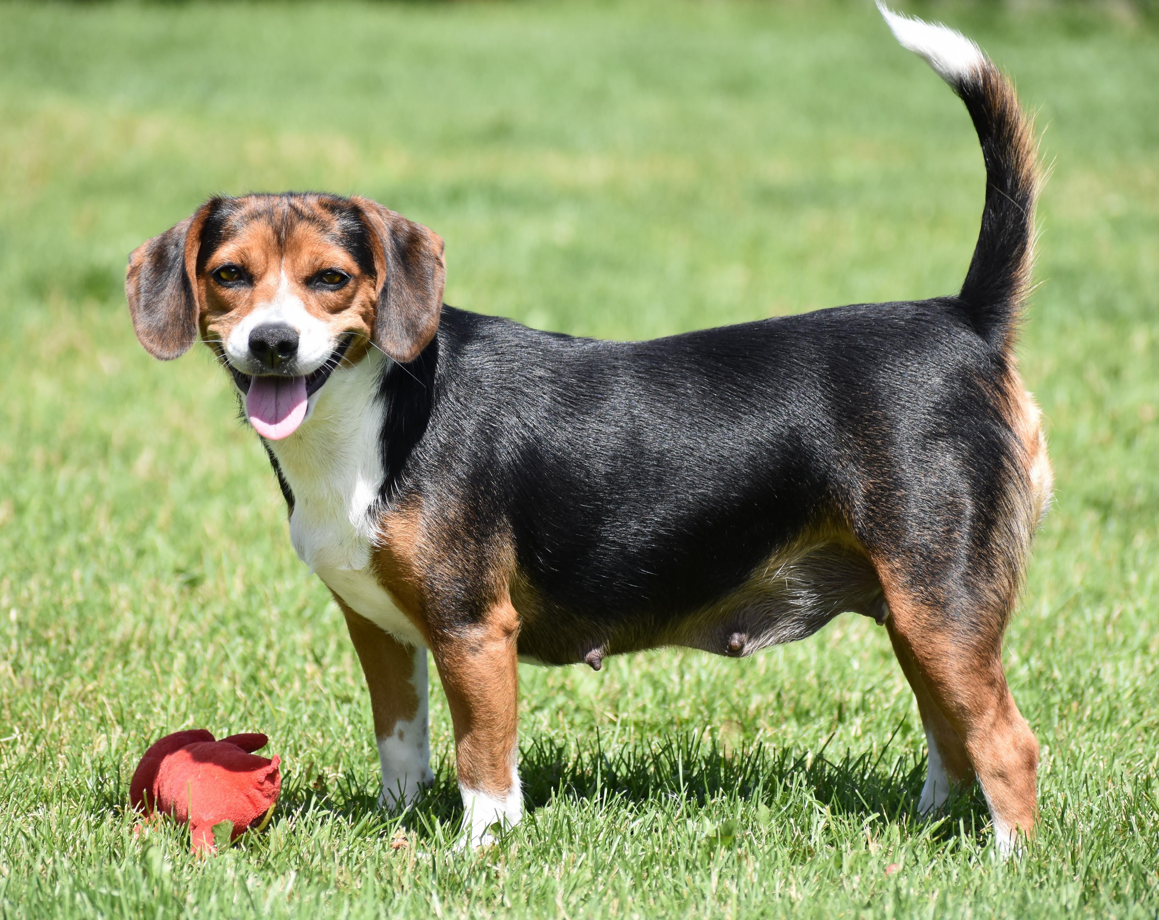 Emma- Foster to Adopt, a ADOPTABLE mixed breed in Wood Dale, IL image 6/6