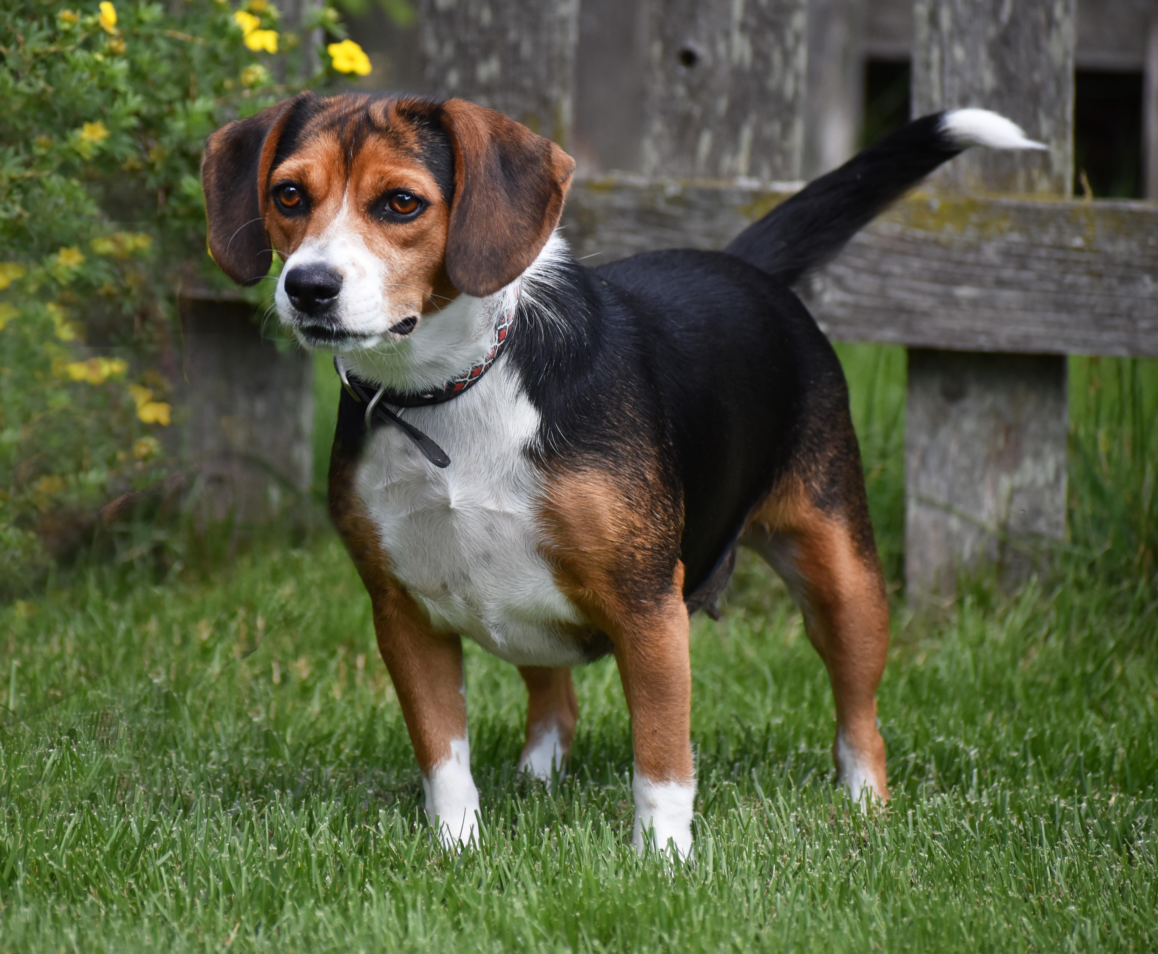 Emma- Foster to Adopt, a ADOPTABLE mixed breed in Wood Dale, IL image 1/6