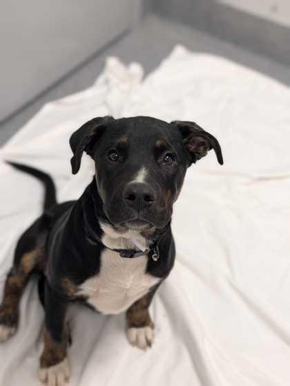 Brody, ADOPTABLE, Young Male Terrier.